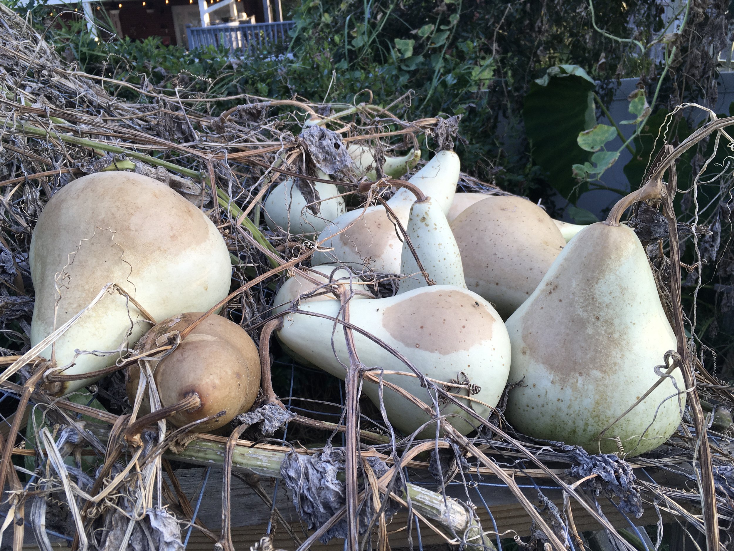 Life of a Gourd -Vines dying off.jpeg