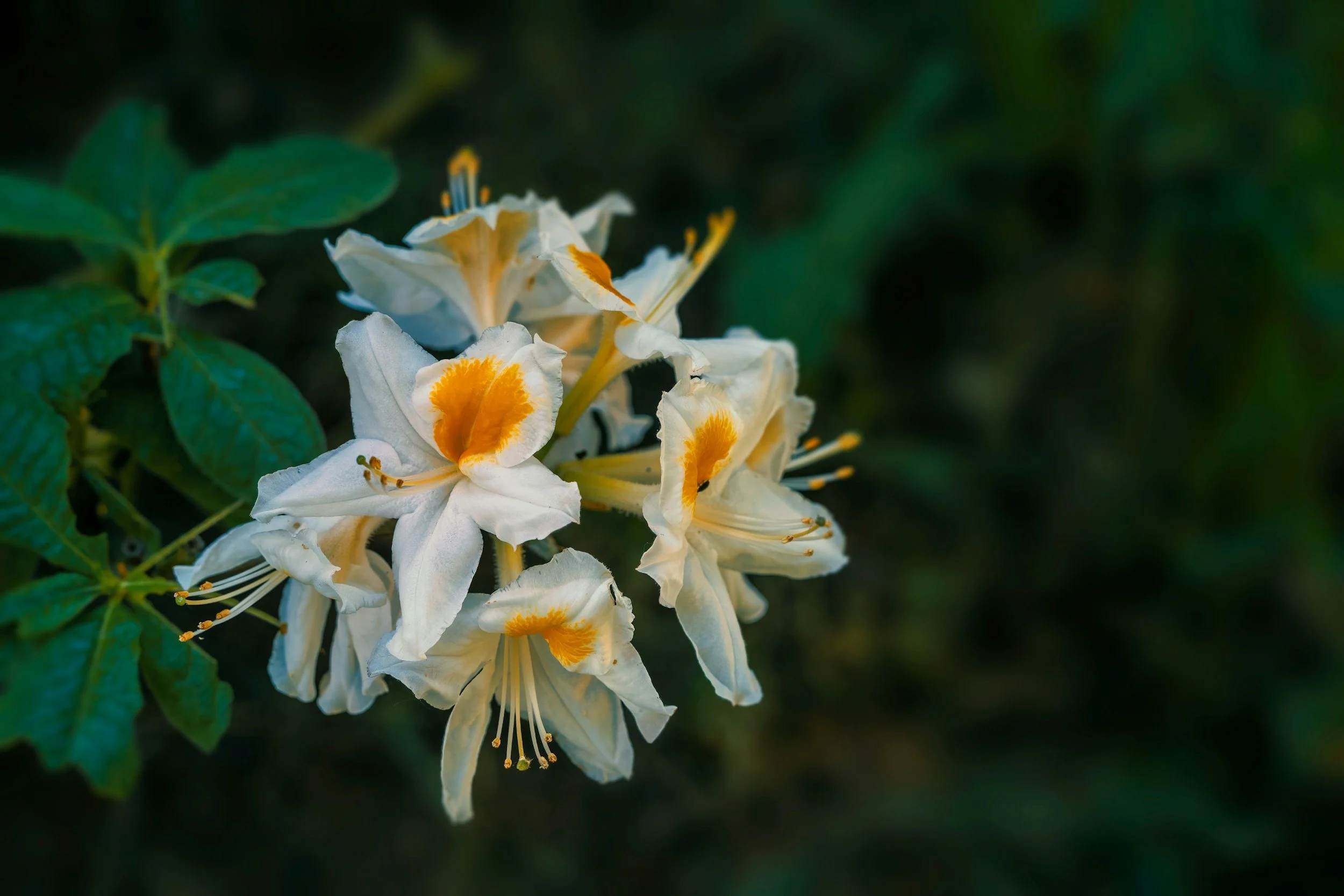 Close-up of white flowers with orange and yellow markings on a green leafy background