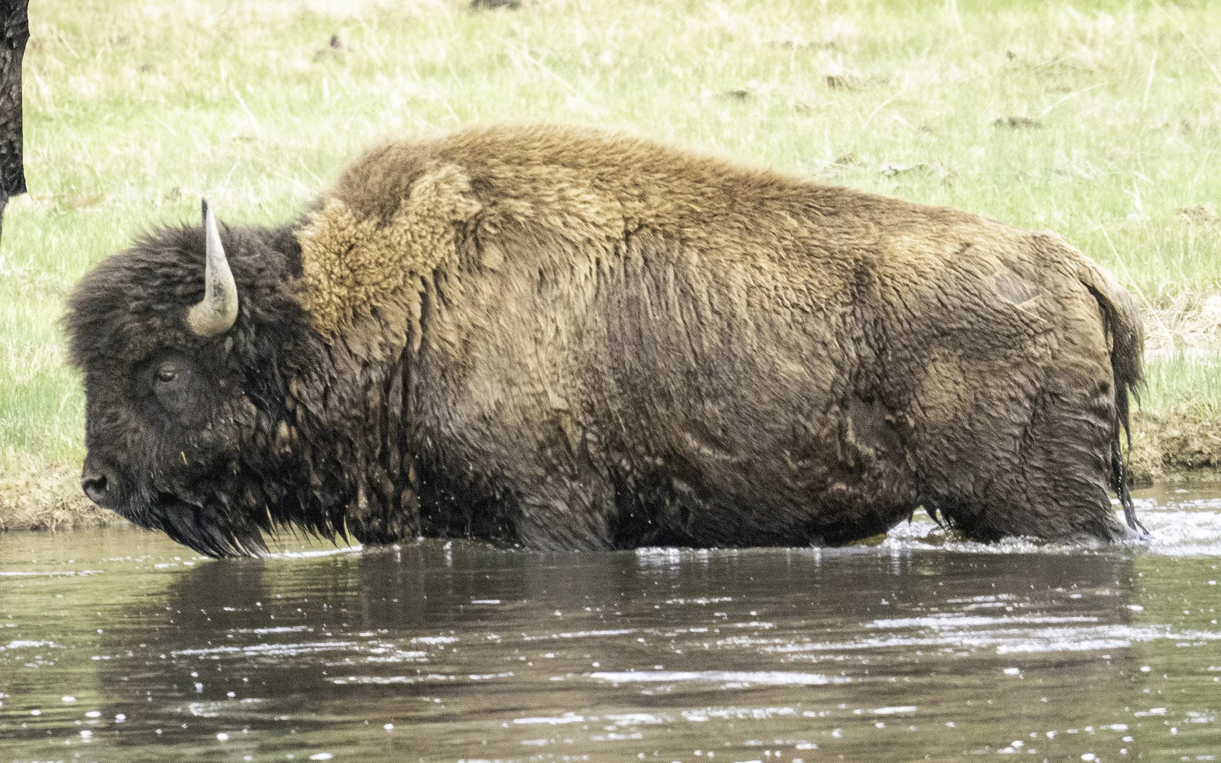 Buffalo Crossing Yellowstone