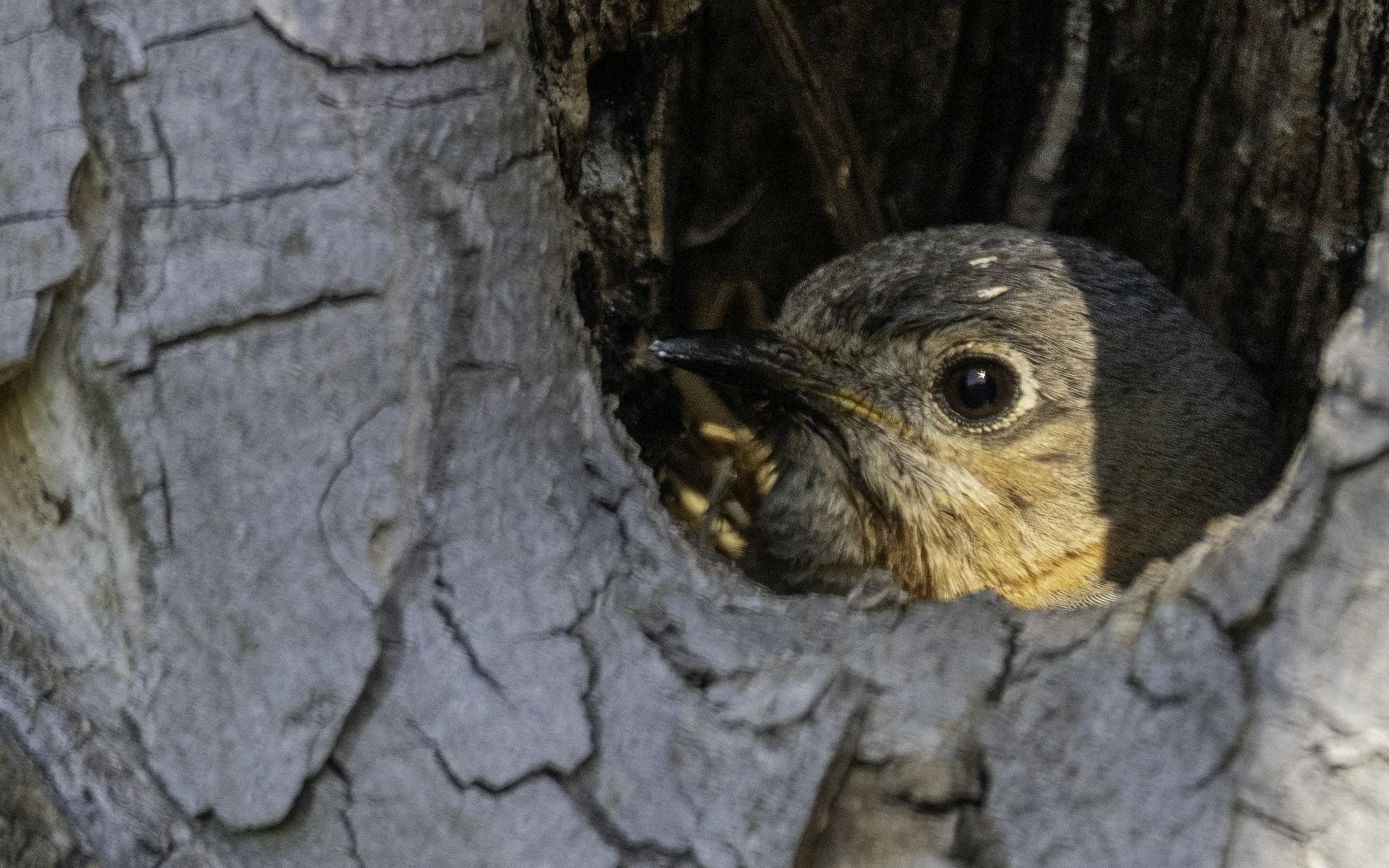 Blue Bird Nest