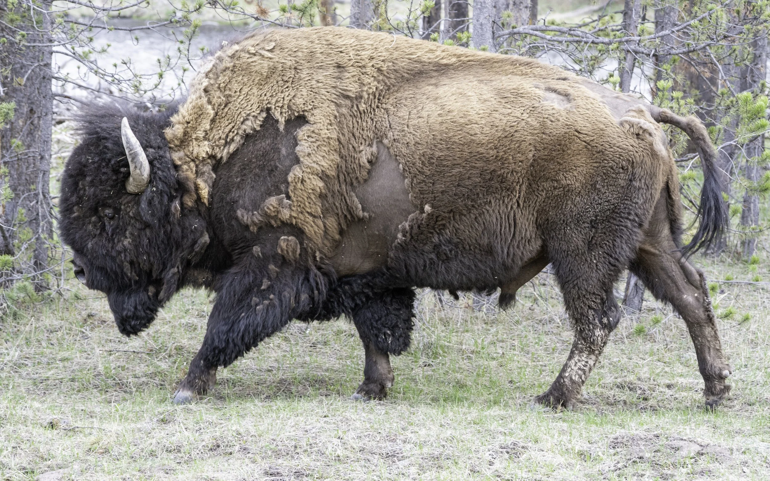Buffalo Strut