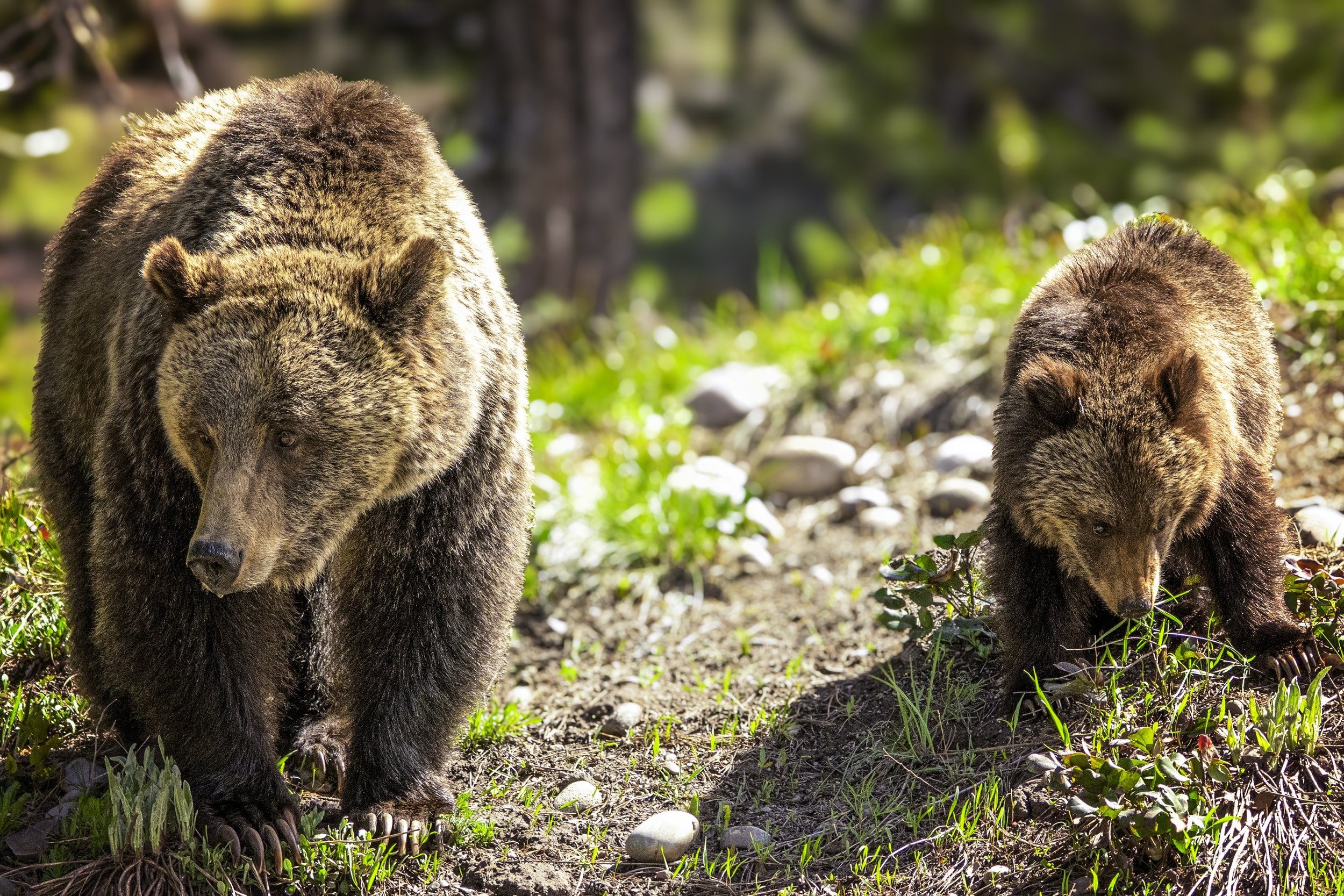 Mom Grizzly with Cub