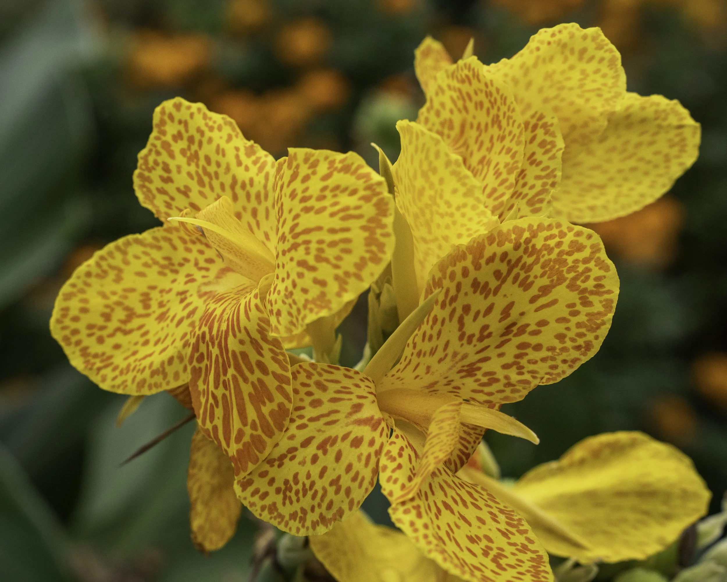 Canna Lilly