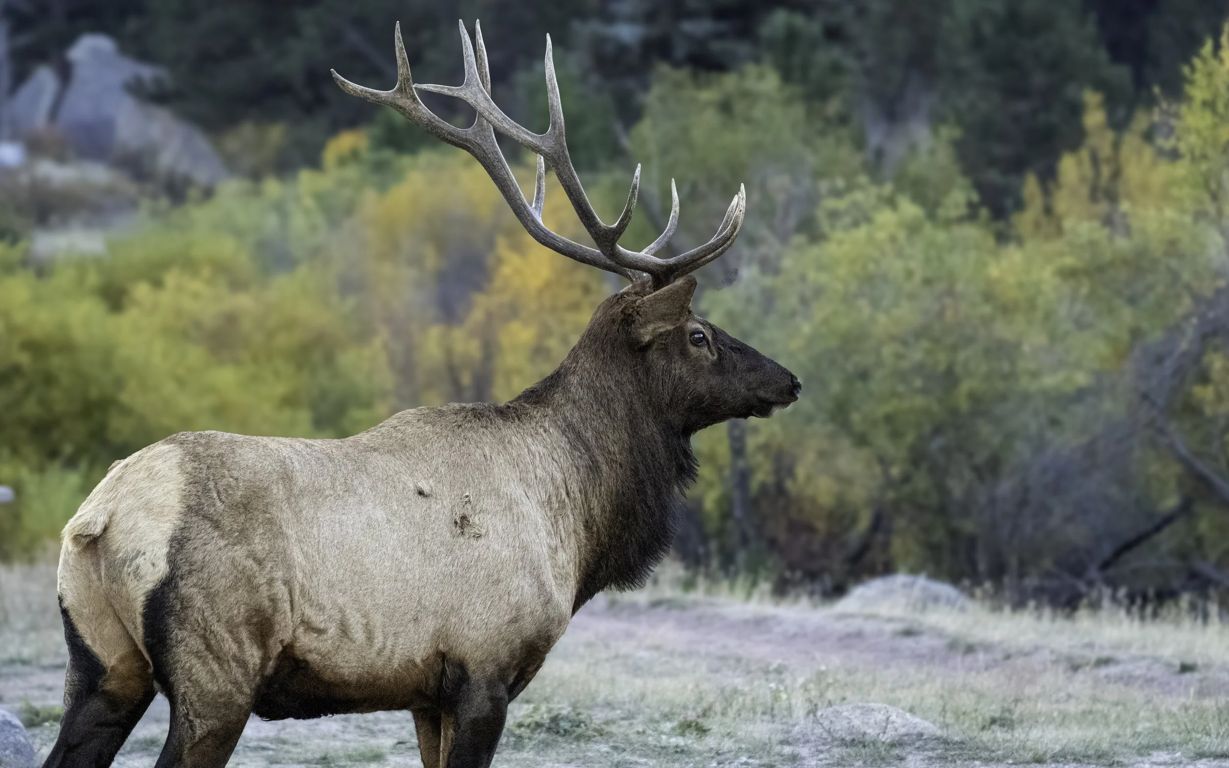 Elk At Attention