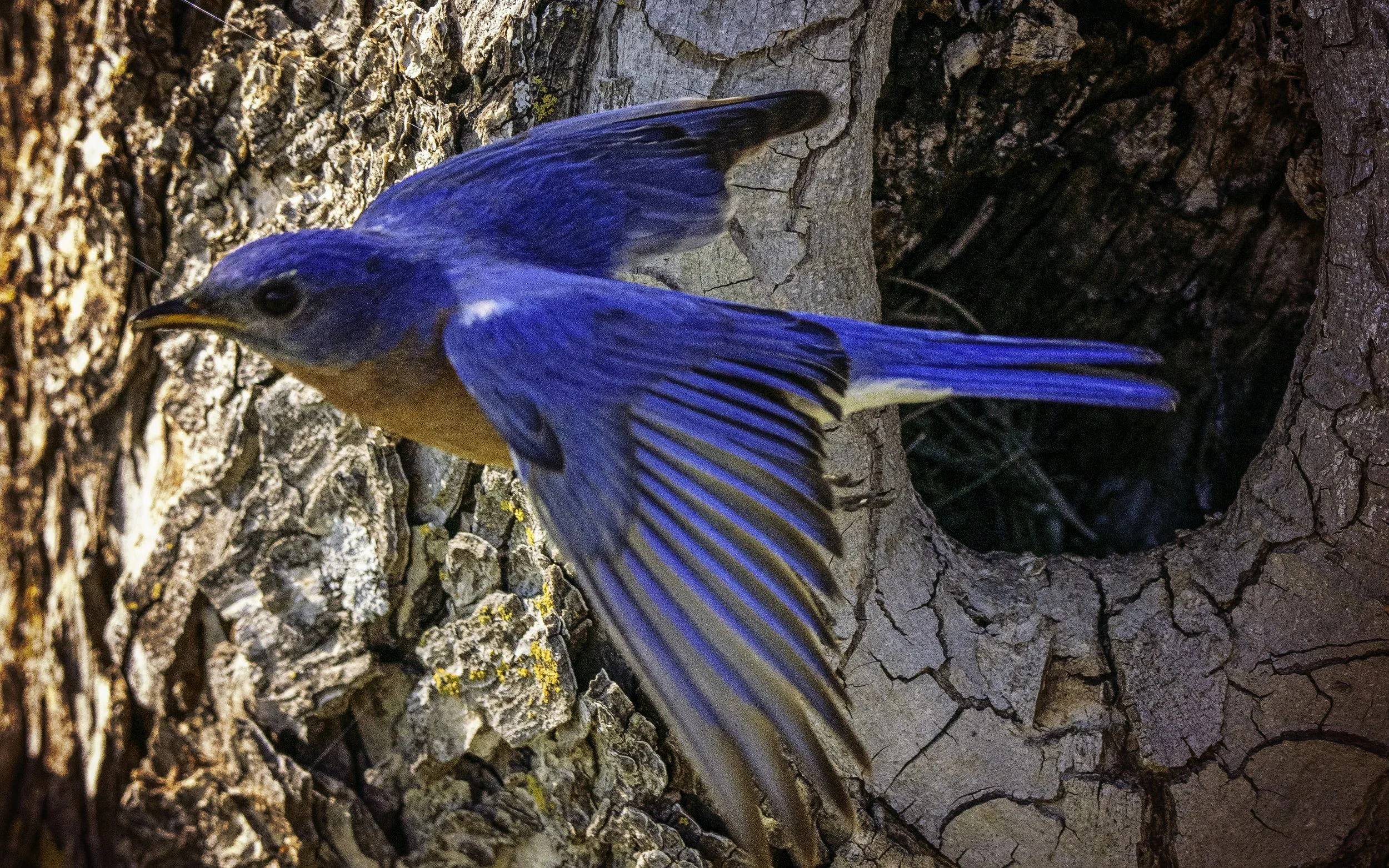 Flying Blue Bird