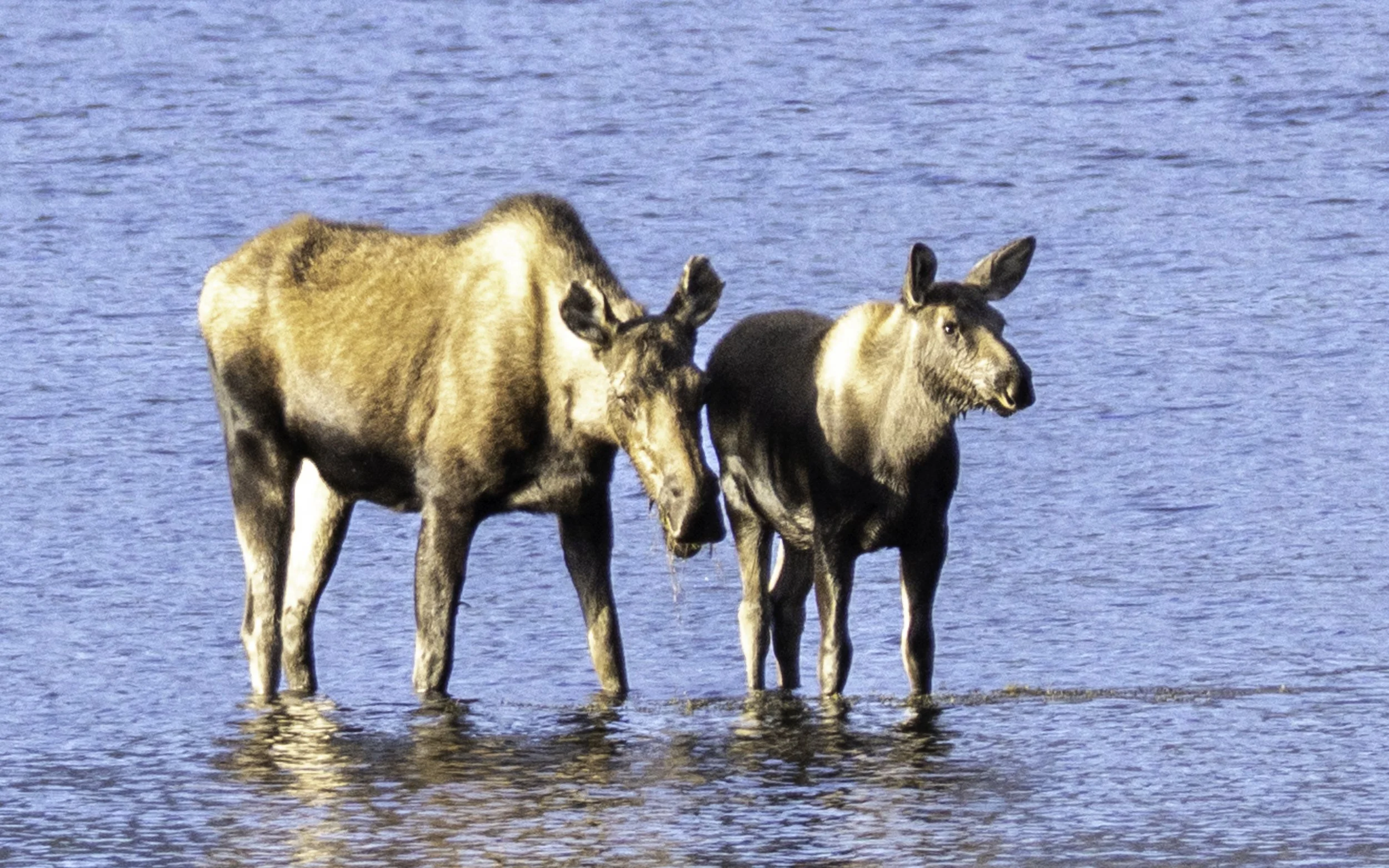 Moose in the Taylor