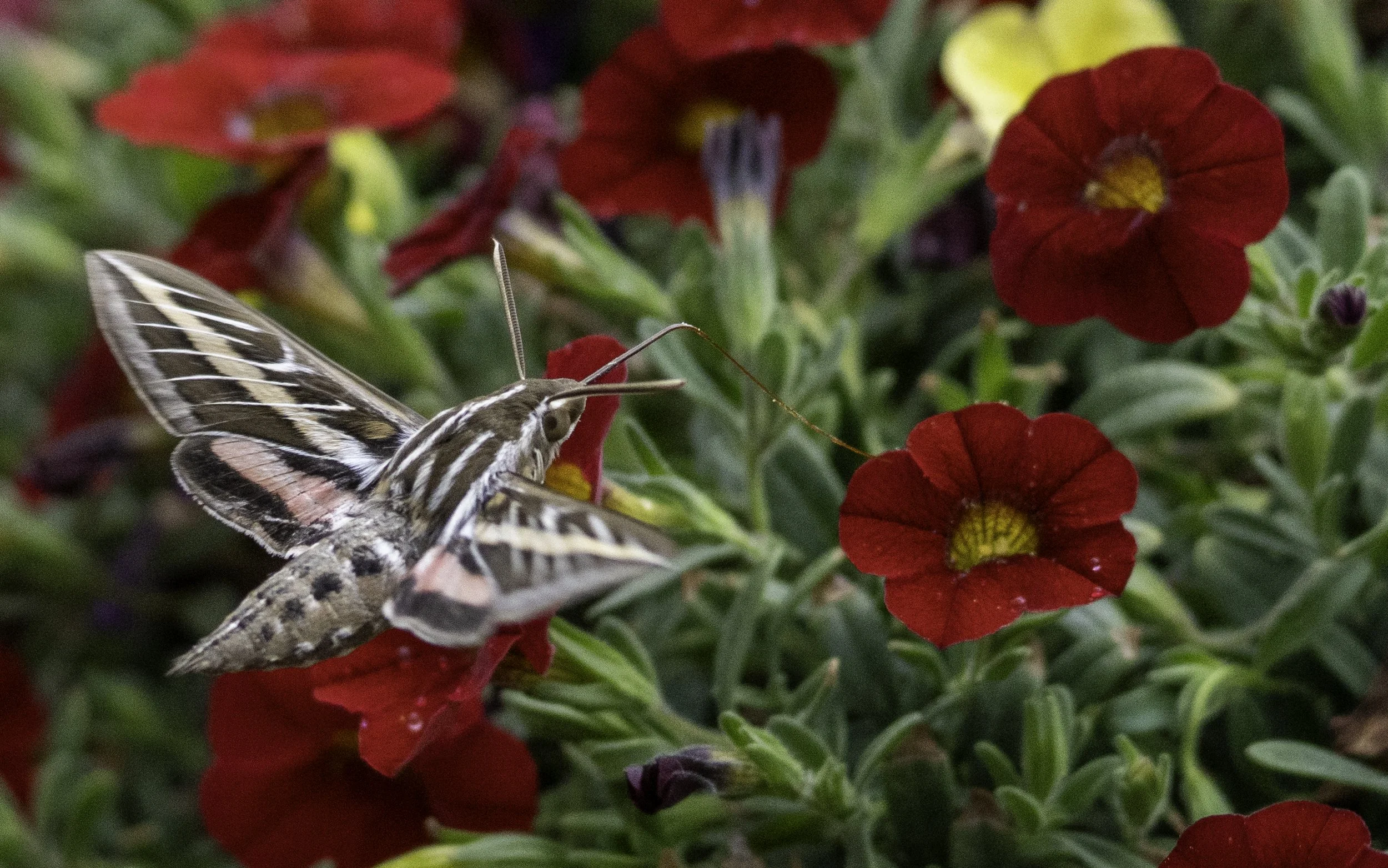 Hummingbird Moth