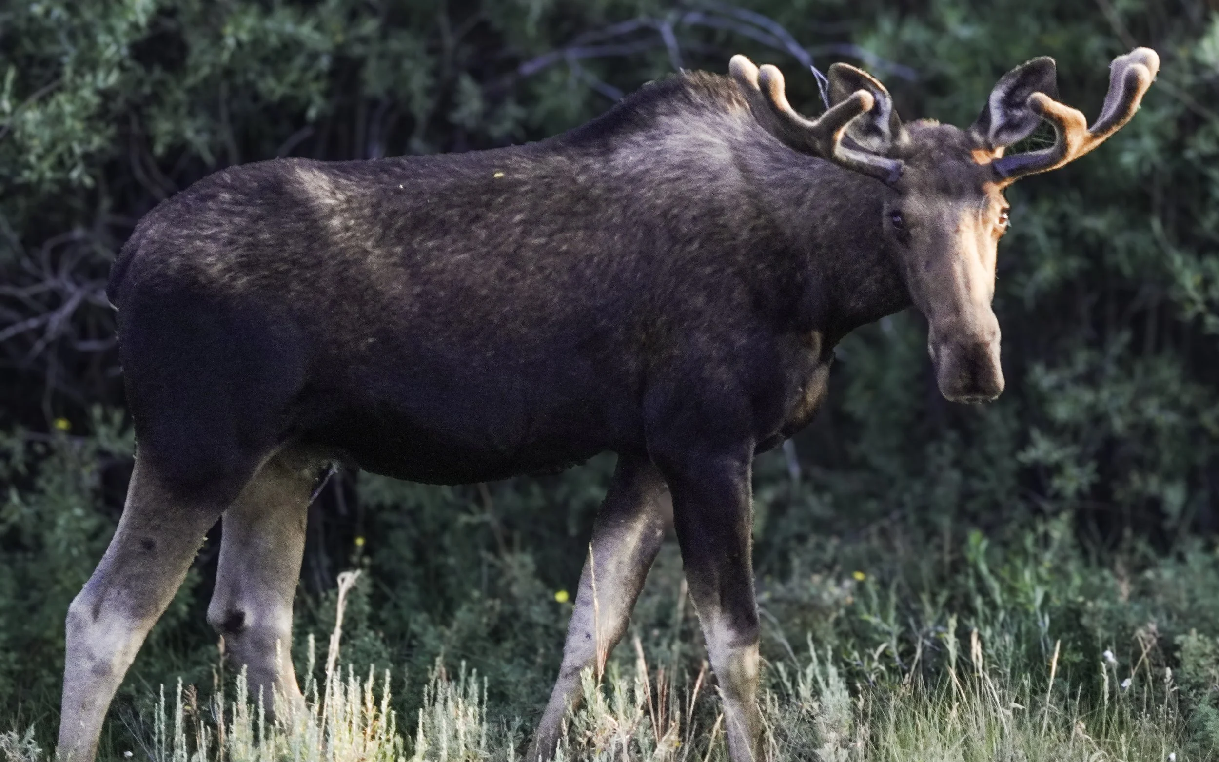 Bull Moose above Taylor Reservoir