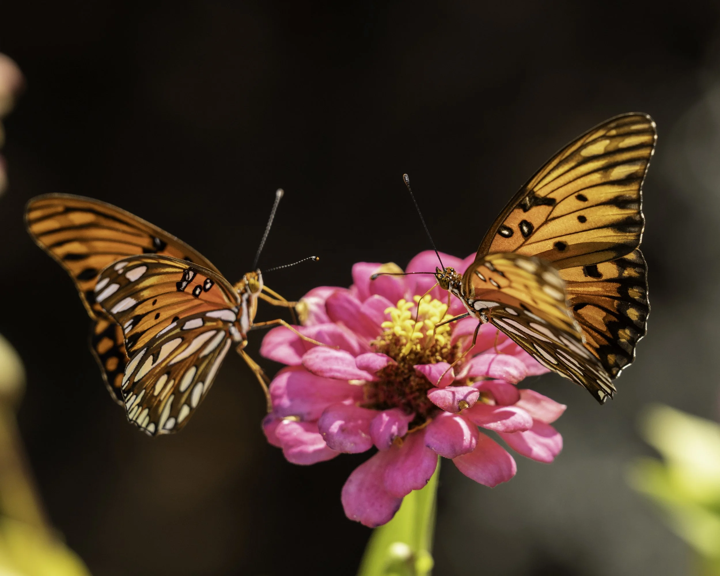 Gulf Butterflies