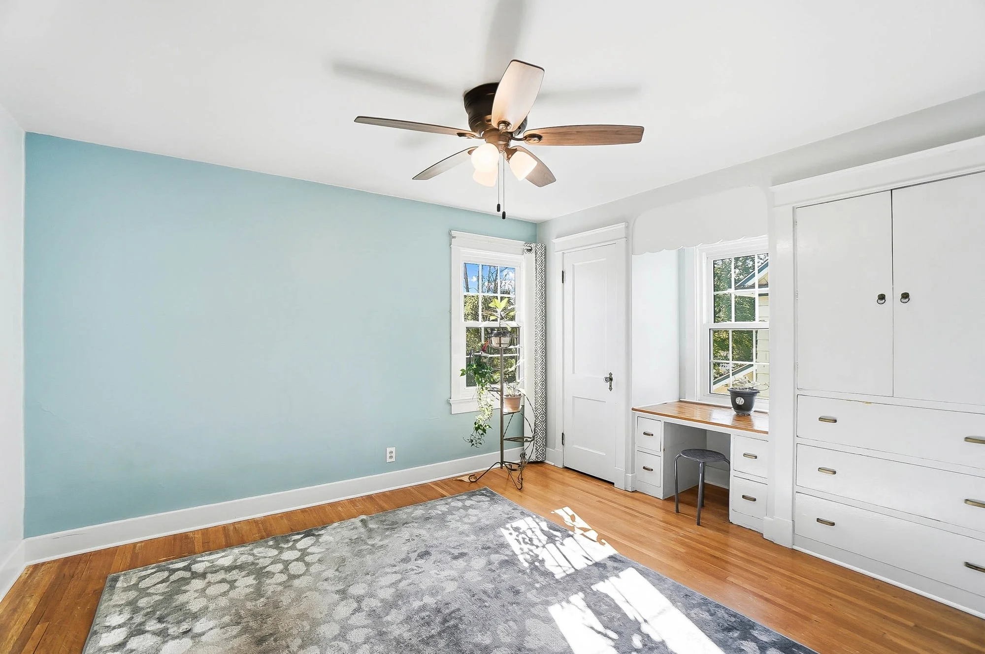 Bright bedroom with light blue accent wall, hardwood floors, ceiling fan with lights, windows with white trim, a small desk with a black stool, a potted plant, and a gray patterned area rug.