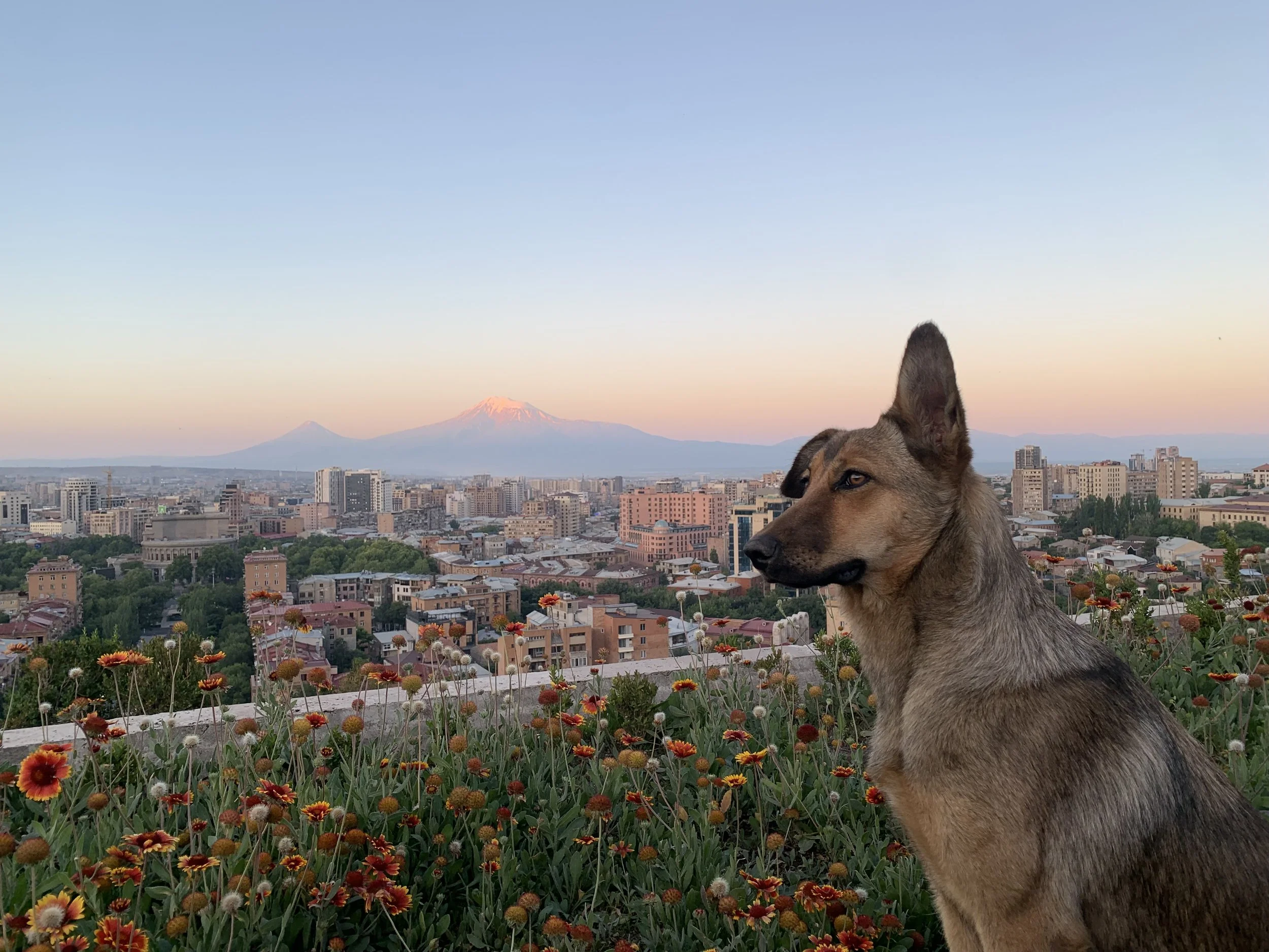 Photo_AA_Yerevan_Mornings.jpeg