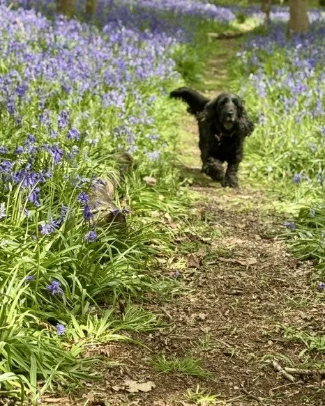florence bluebells.jpg