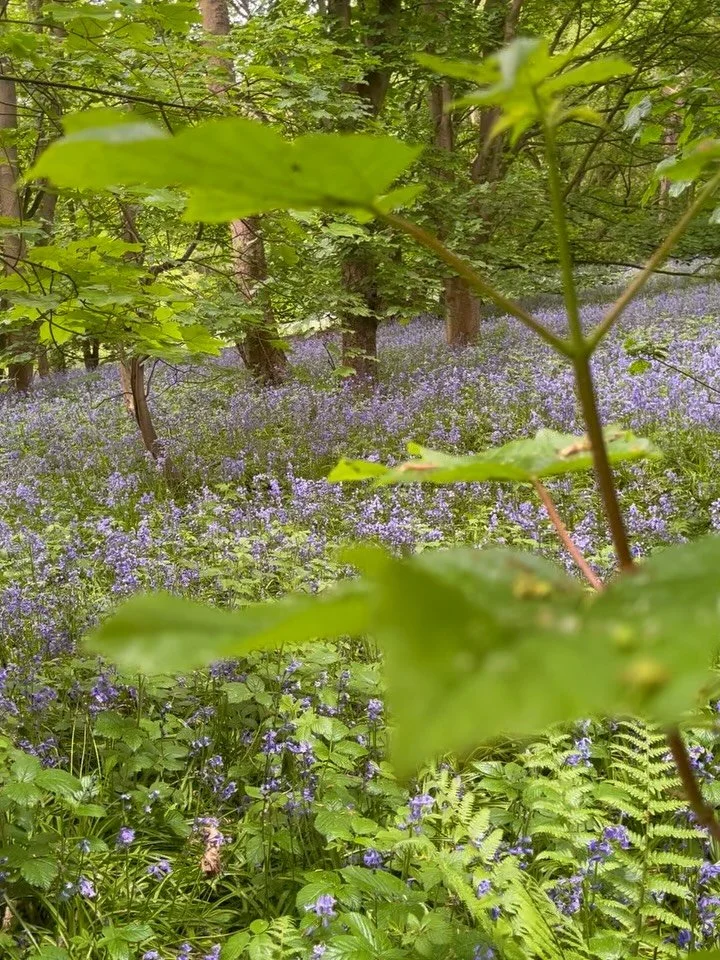 There is an old belief that bluebell woods are not to be disturbed. That they belong, for a few weeks at least, to something else. Step off the path, and you risk losing your way. Follow the light too closely, and you may not come back by the same ro