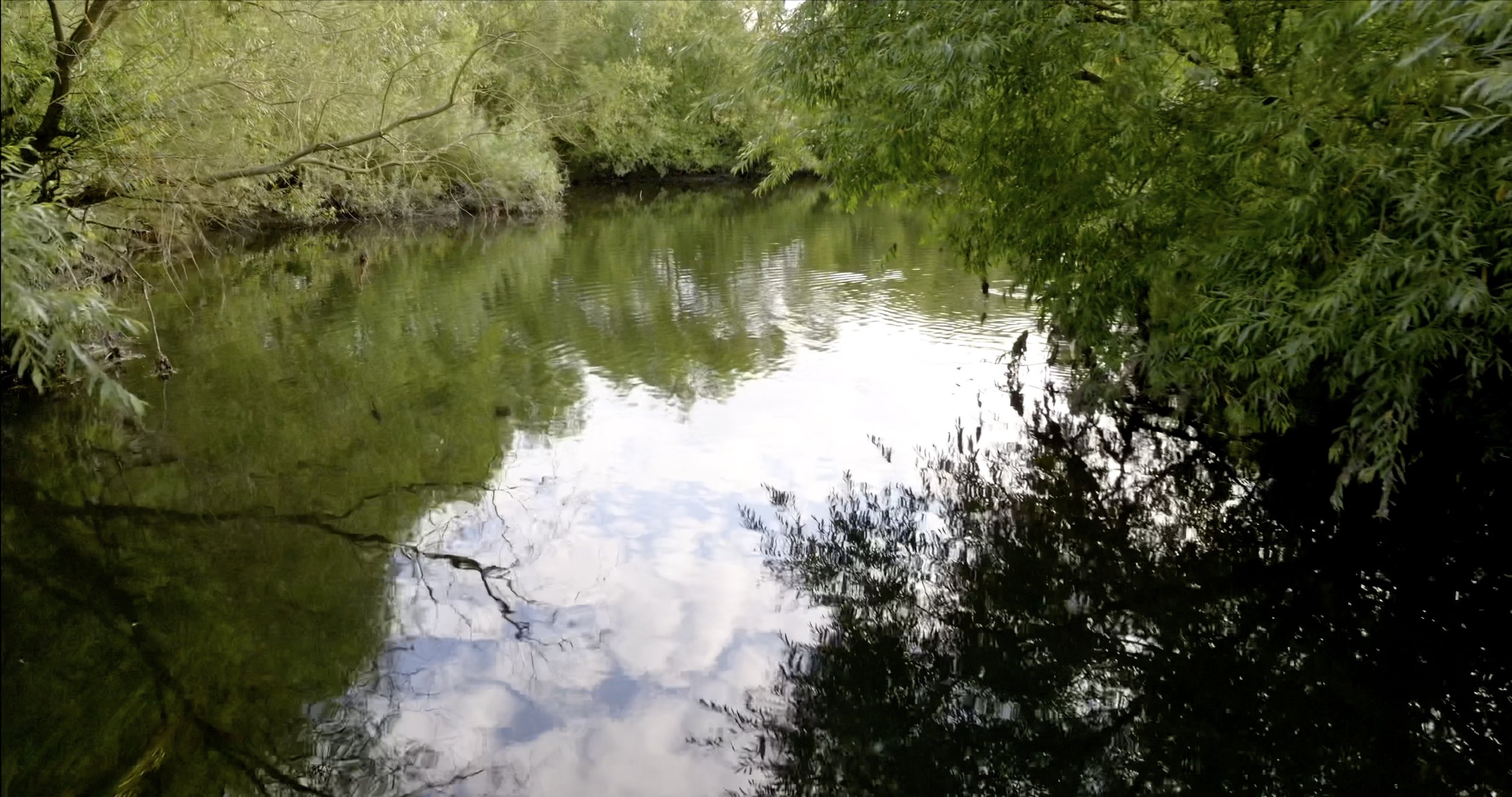 4. Swampy Stream Close-Up.jpg