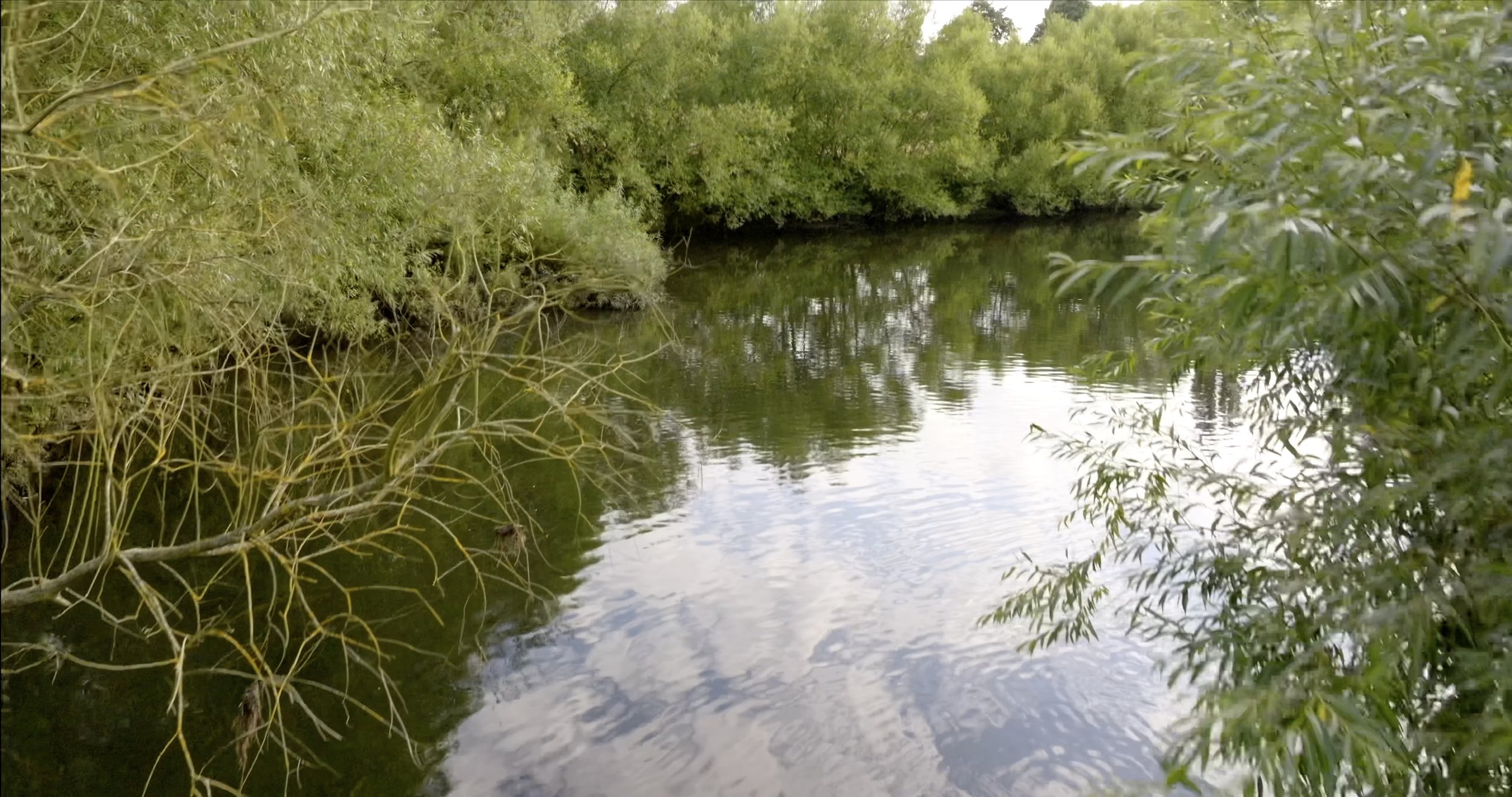 6. Swampy Stream Close-Up.jpg