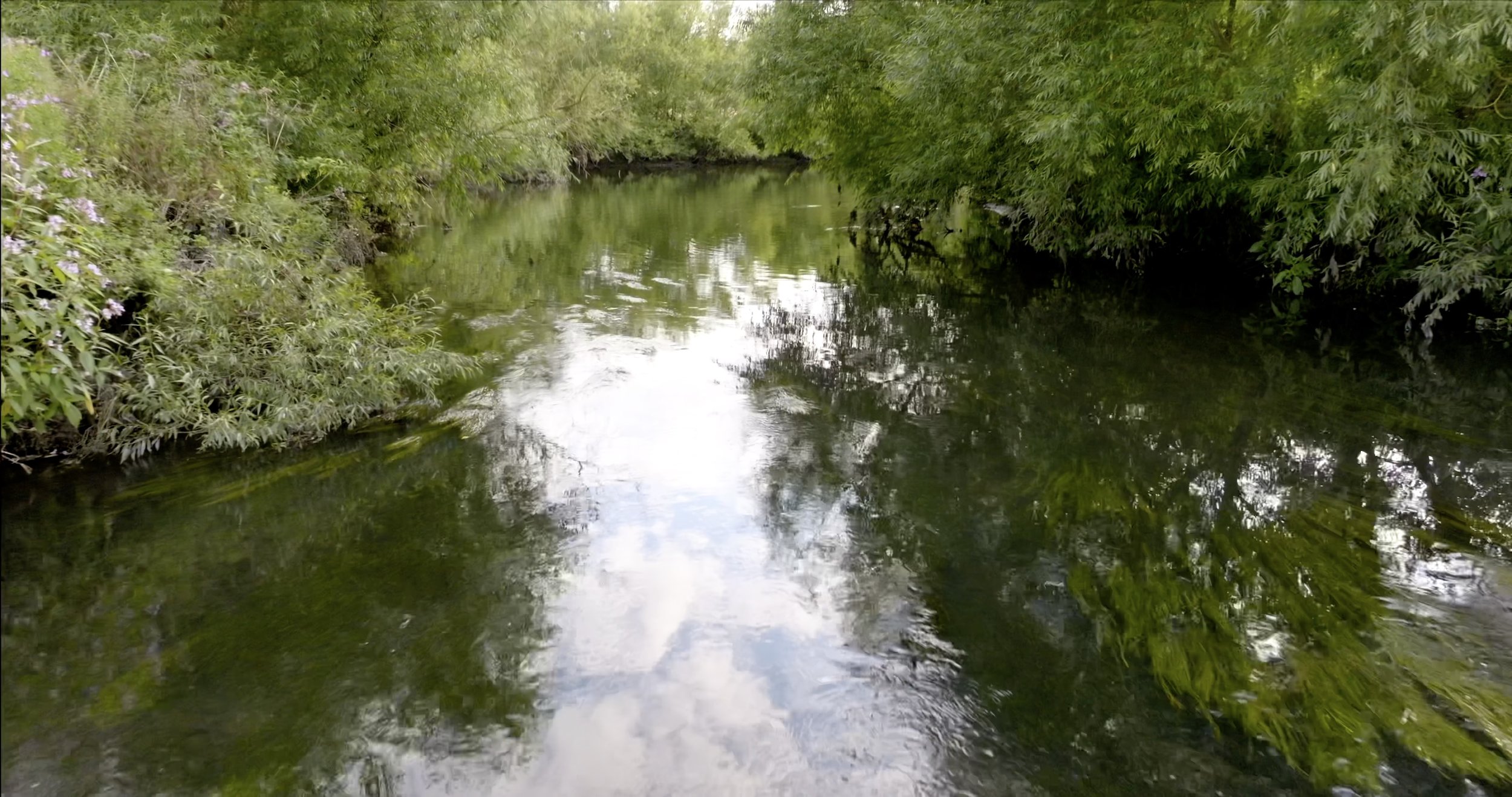 1. Swampy Stream Close-Up.jpg