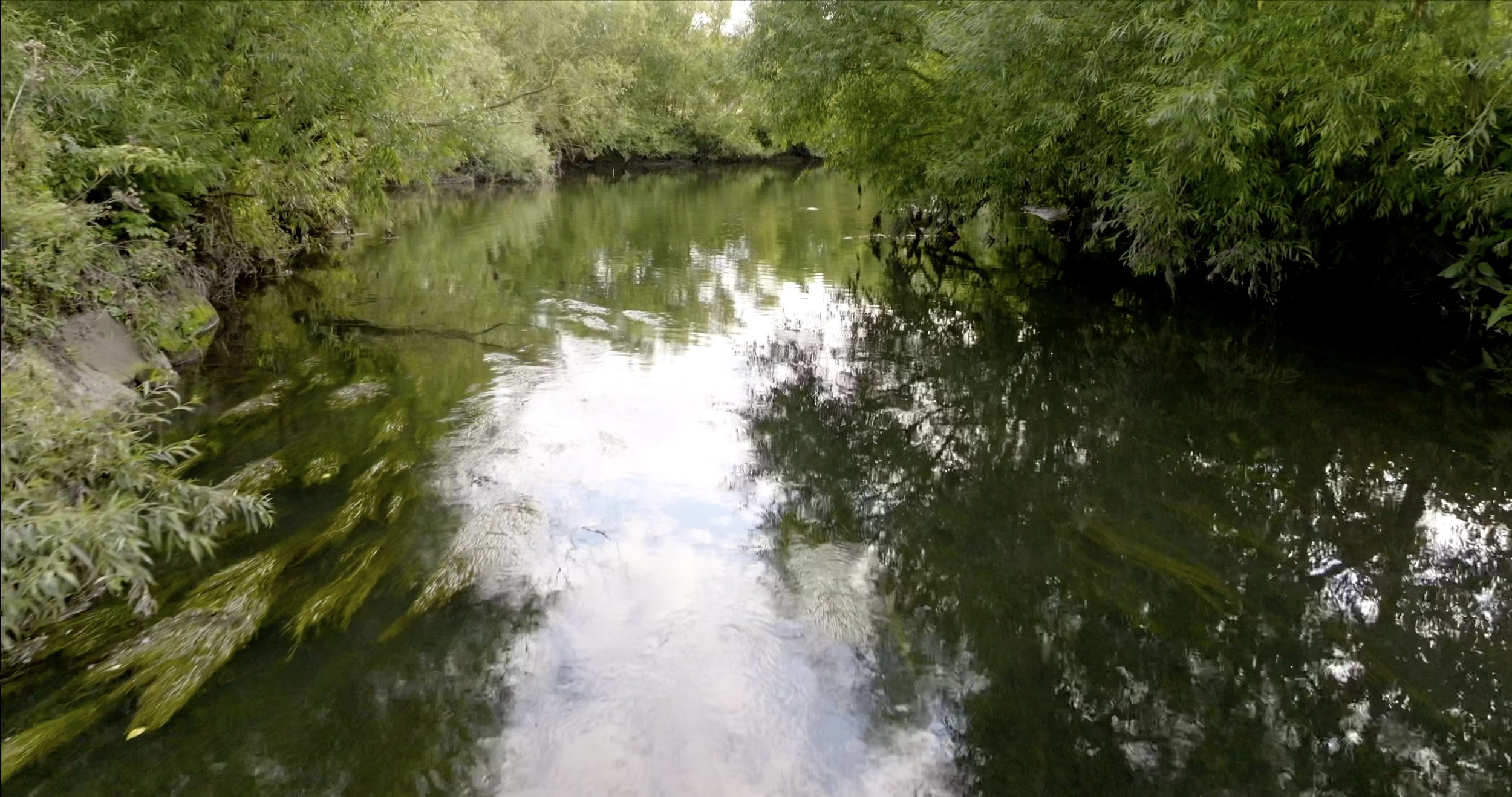 2. Swampy Stream Close-Up.jpg