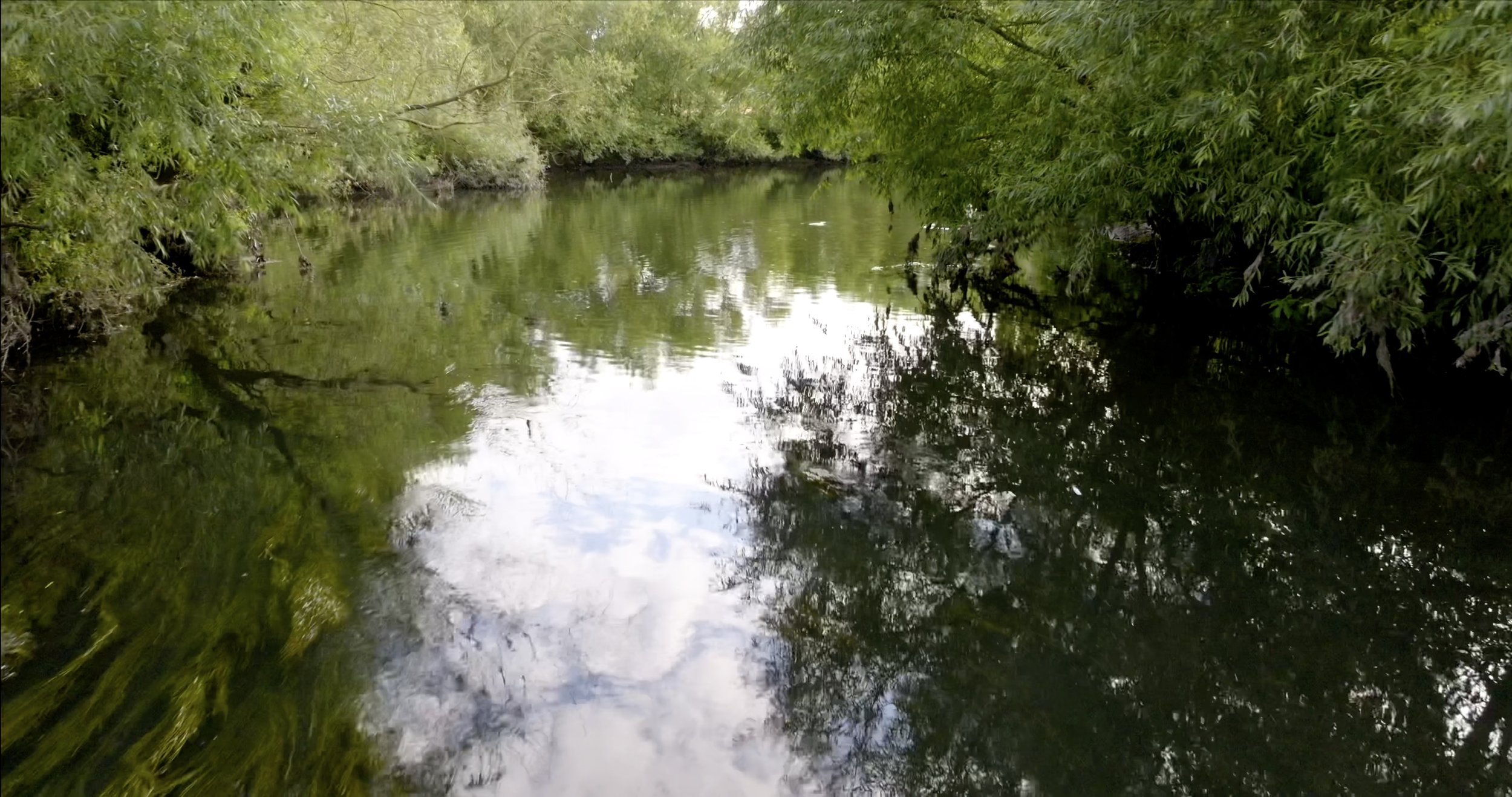 3. Swampy Stream Close-Up.jpg