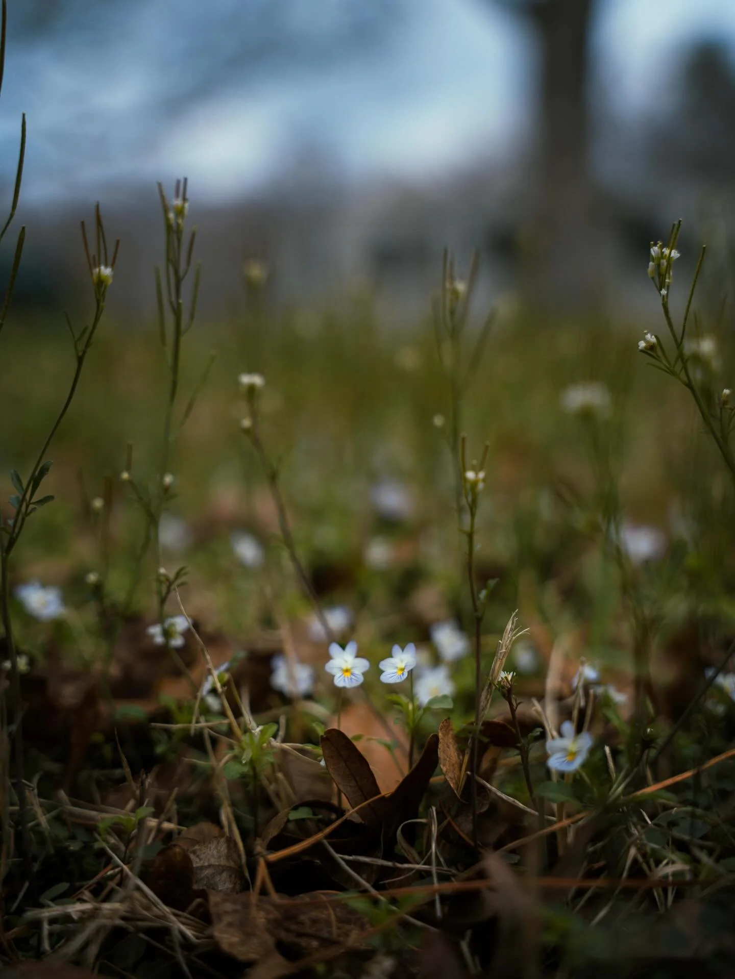 Spring has sprung at The Gertrude Shook House. Quite possible one of my favorite times of the year as it reminds me that there is always hope on the horizon. 

#hopeful #springtime