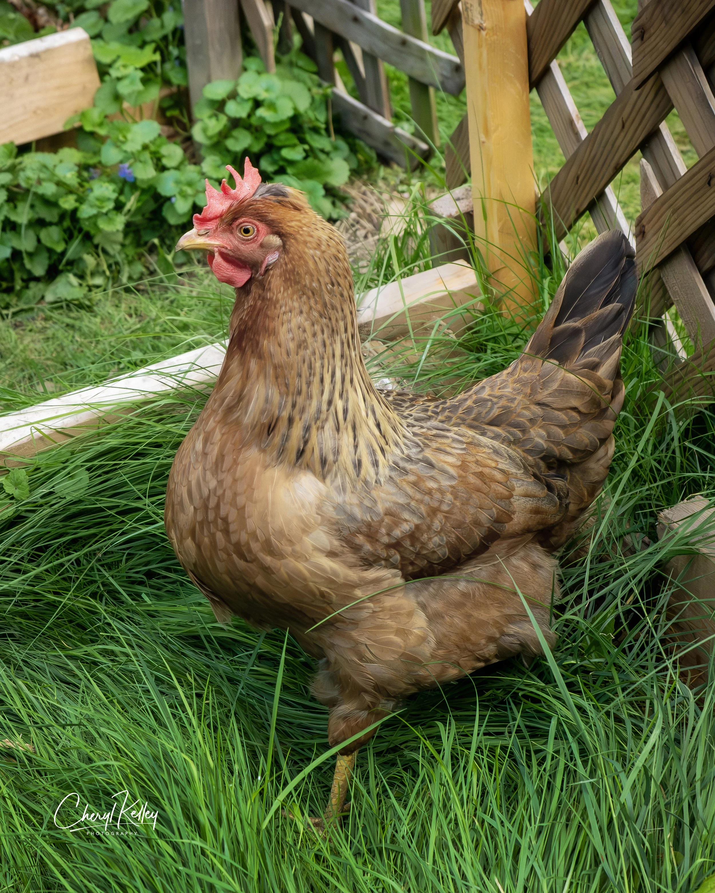 chickens SC-19 05.07.26 signature.jpg