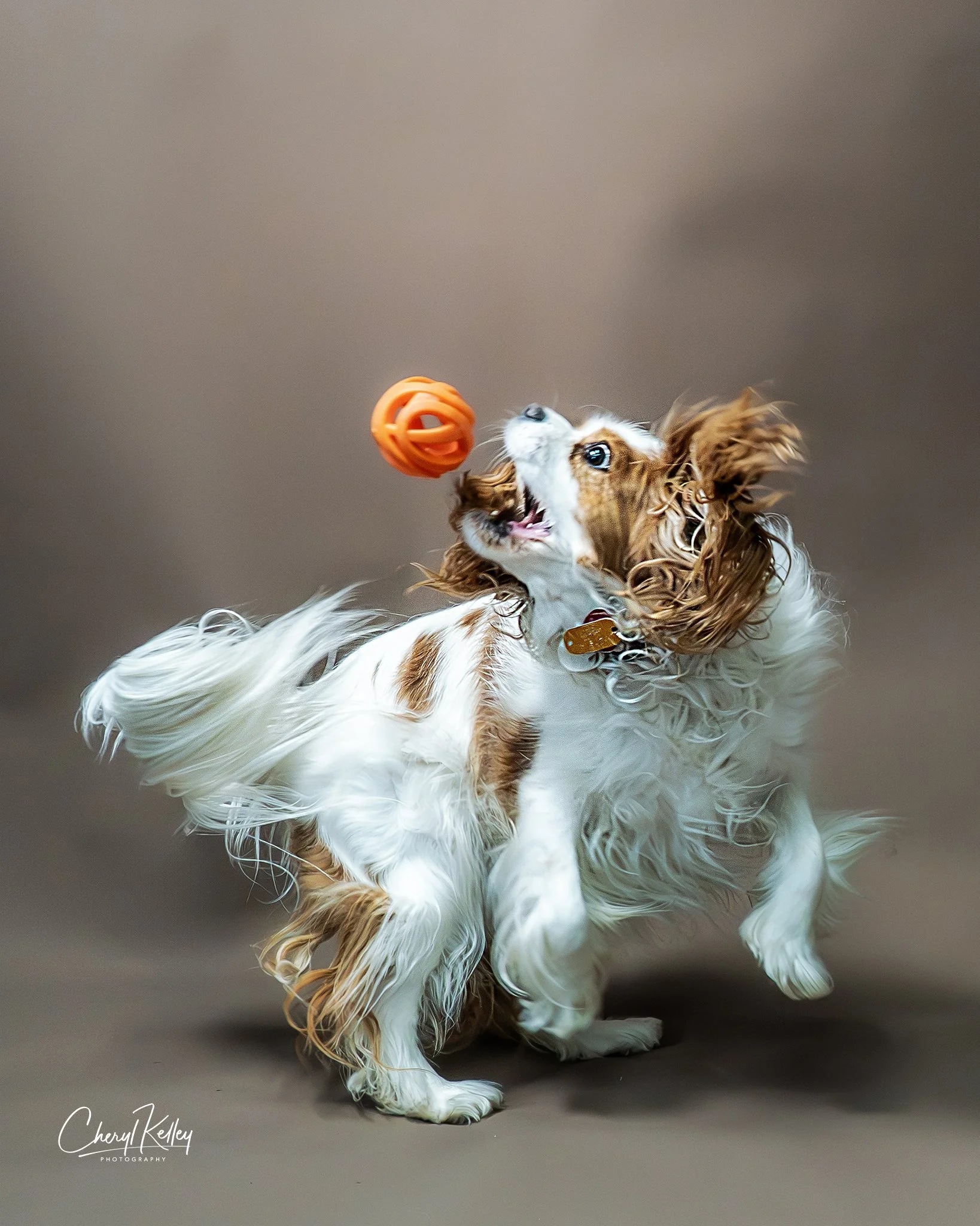 Gracie with Ball signature.jpg