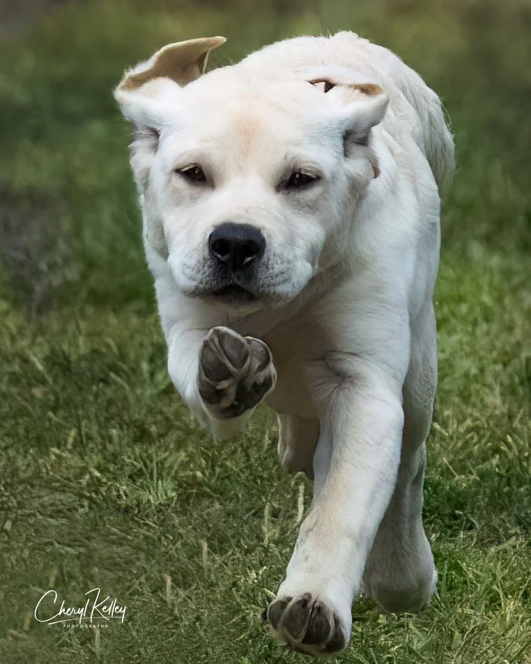 8-26-19 lab pup running redone copy signature.jpg
