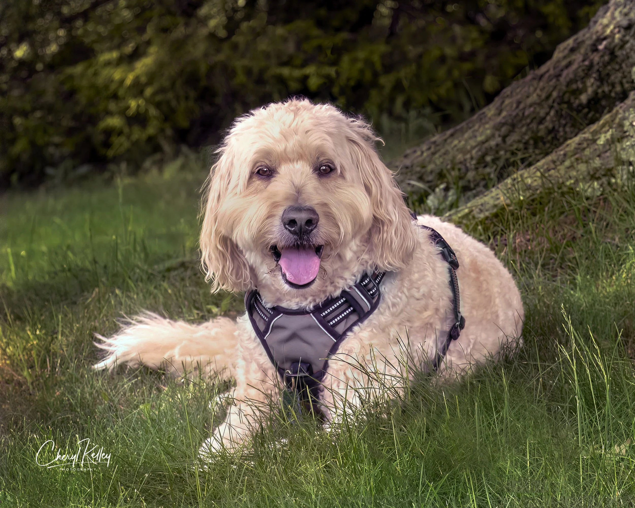 Laying down by tree newly edited 2026 2nd copy signature.jpg