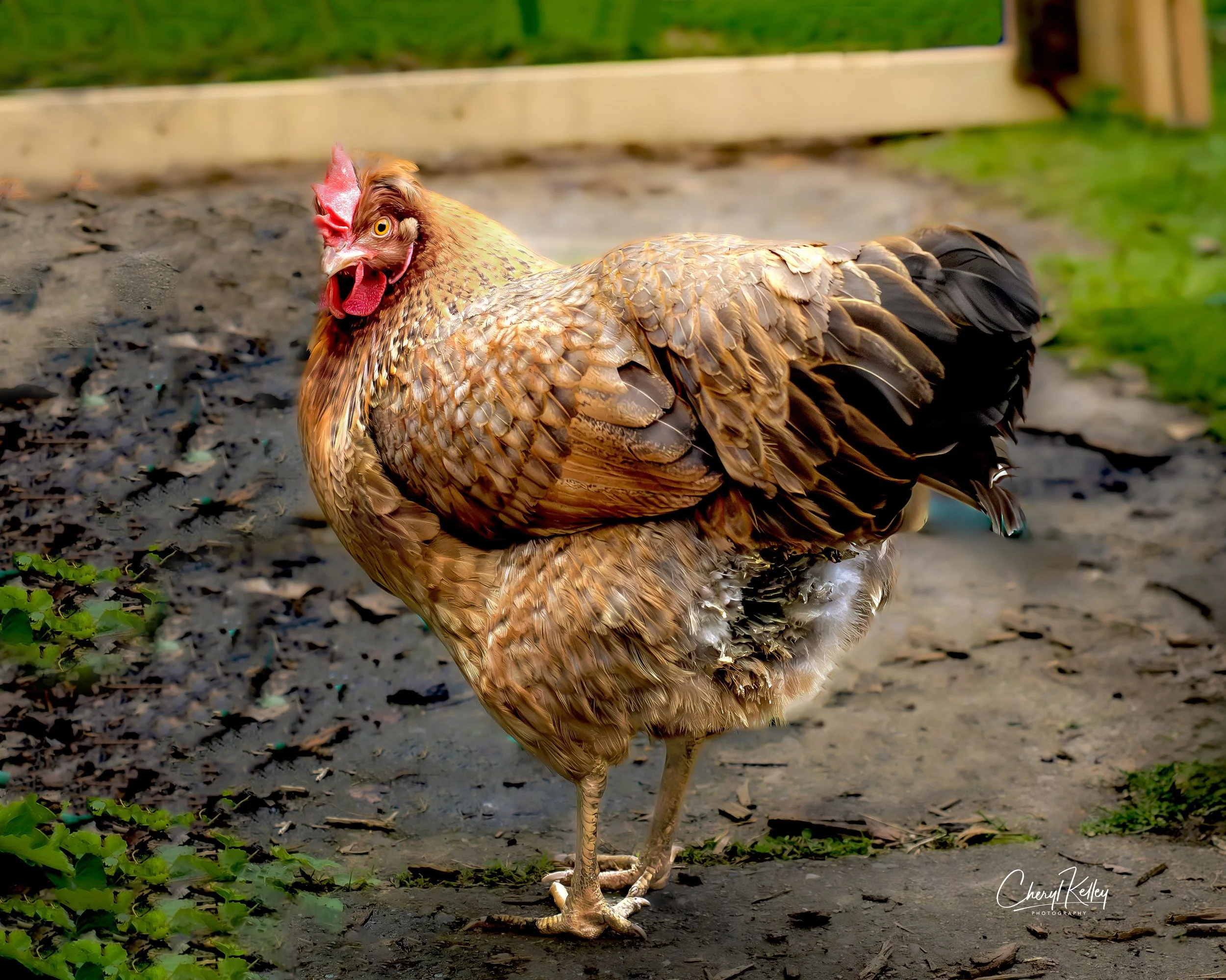 chickens SC-11 05.07.26 signature.jpg