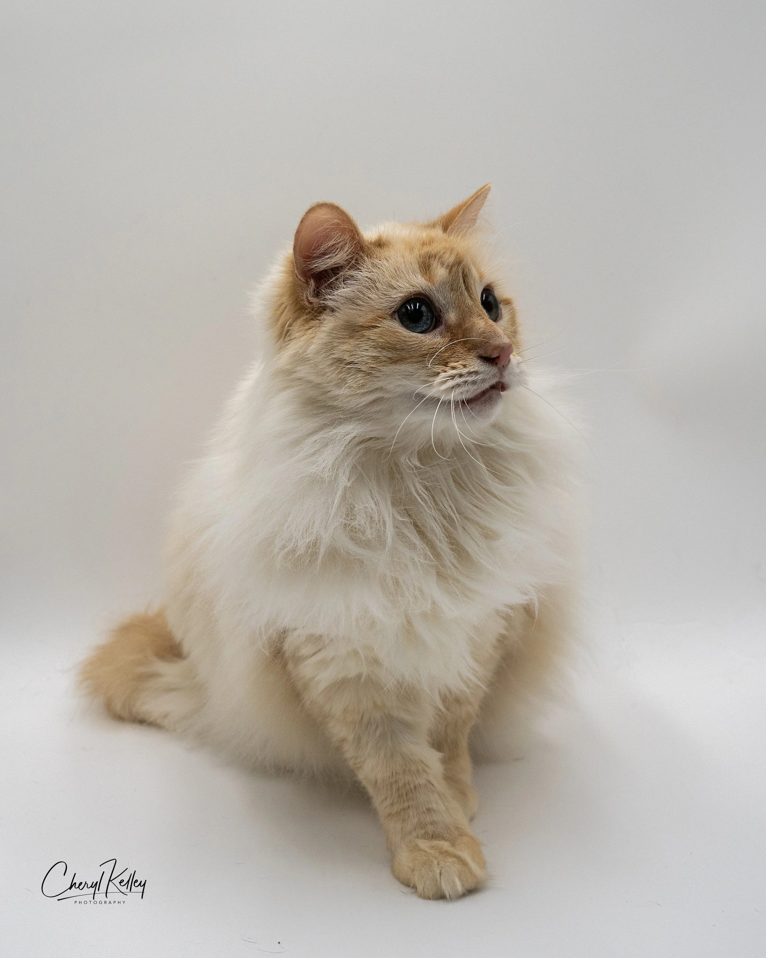 Nimbus 5 copy signature.jpg