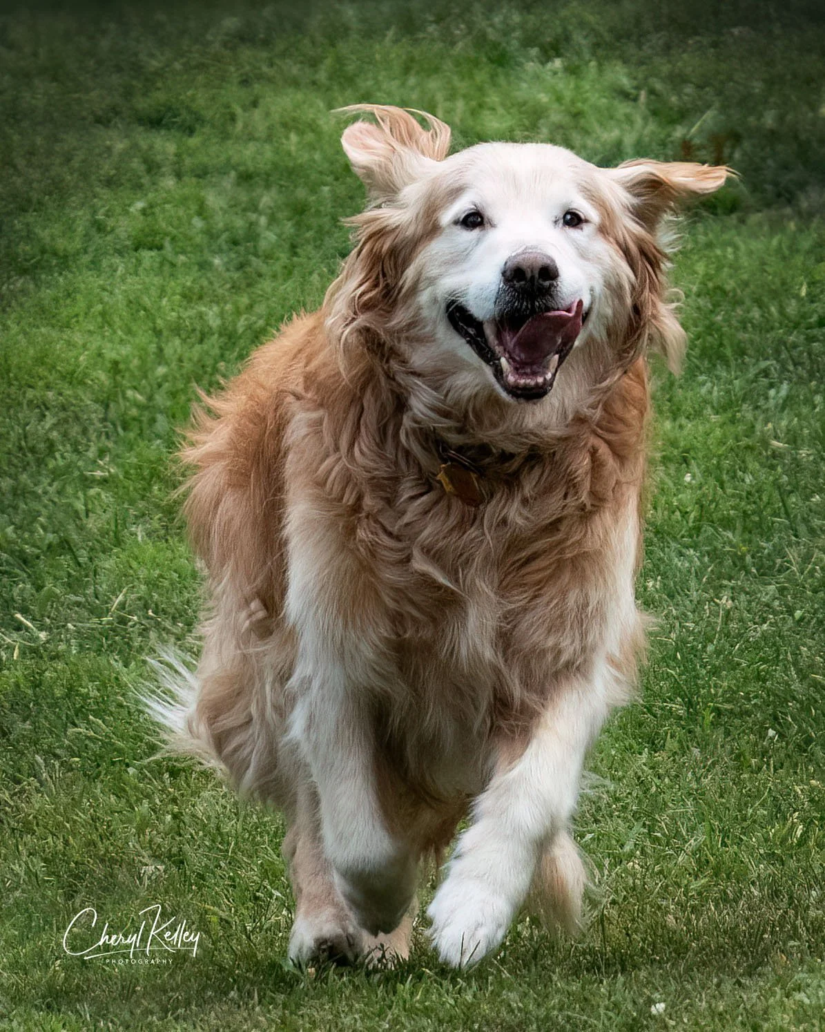 8-26-19 running golden 1jpg redone copy signature.jpg