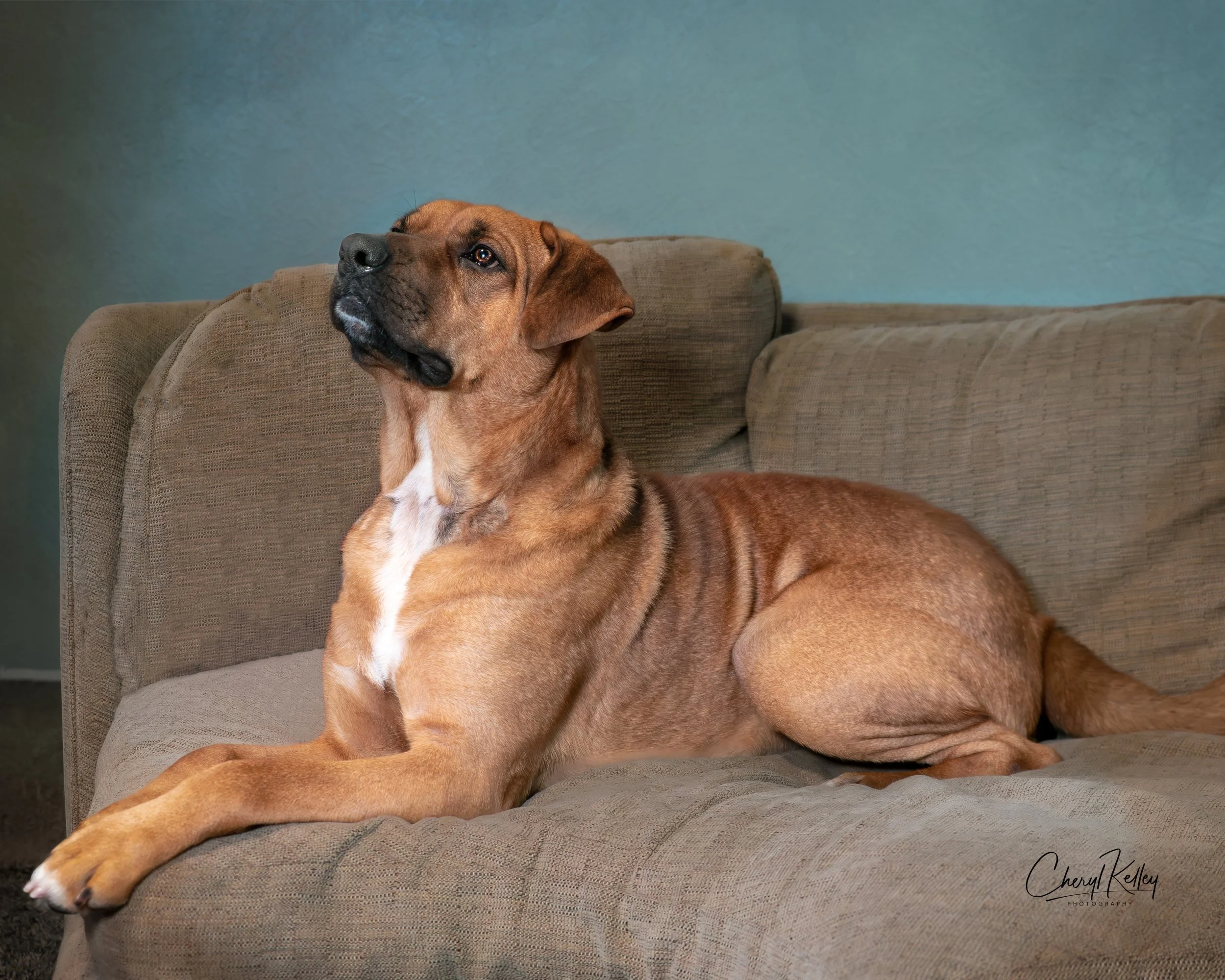 Scooby 1 copy 2 signature.jpg