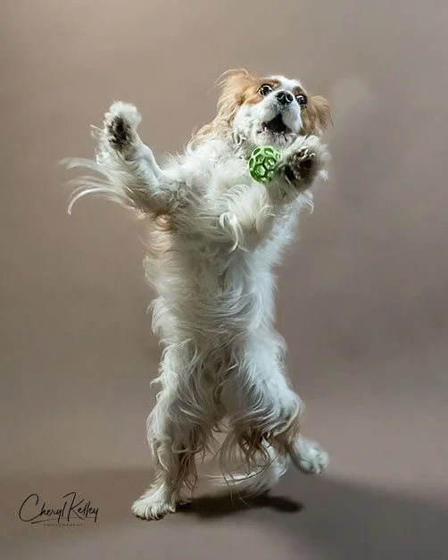 Gracie with Ball 3 copy 2 signature.jpg