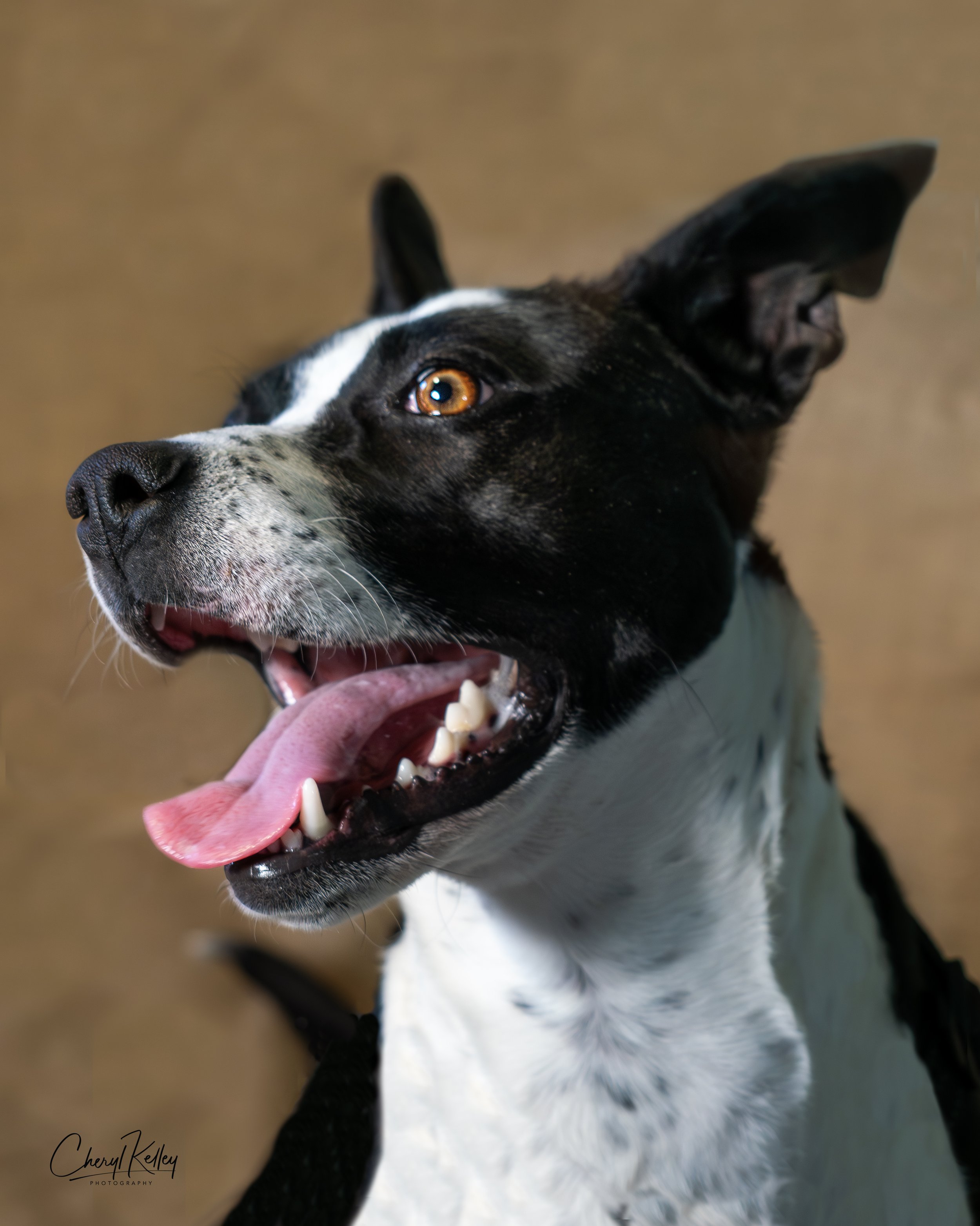 Jo Jo1B copy signature.jpg