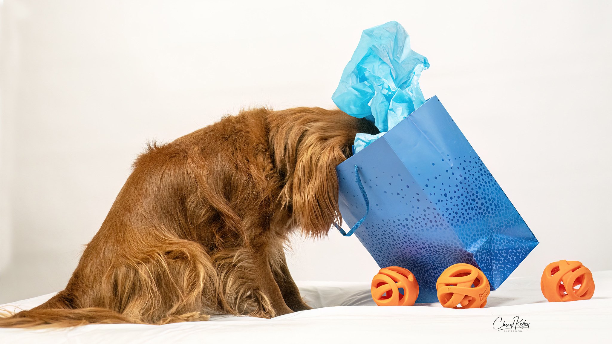 What's in the Bag 2 copy 2 signature.jpg