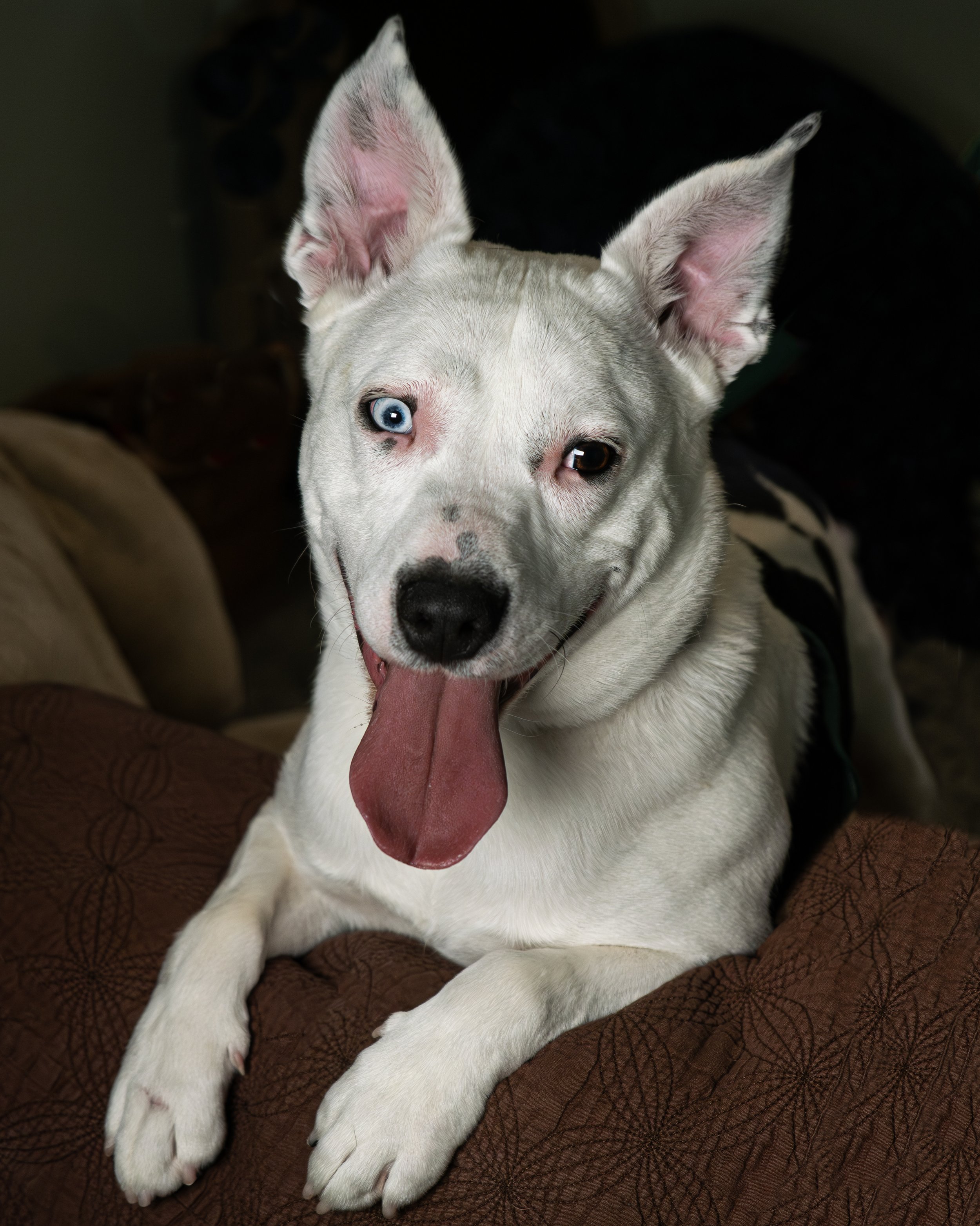 Angel Ridge Animal Rescue including Bailey's Cat Haven