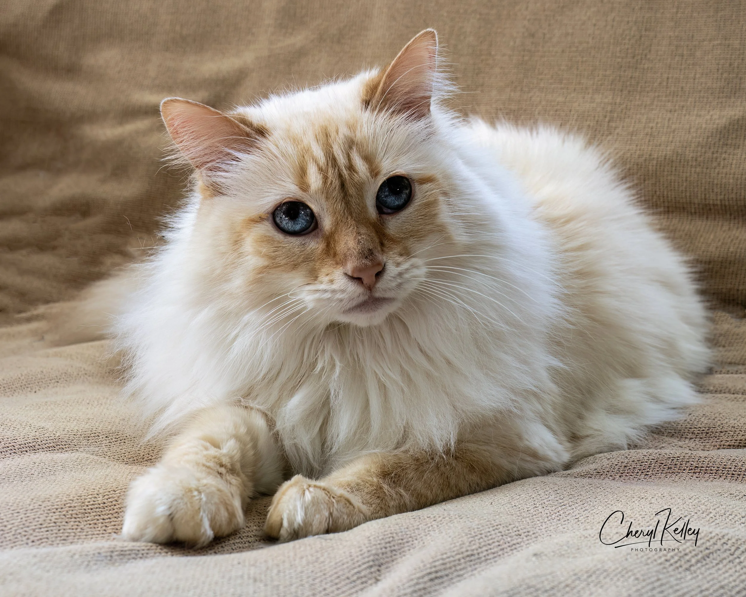 Orange kitty 4 copy signature.jpg