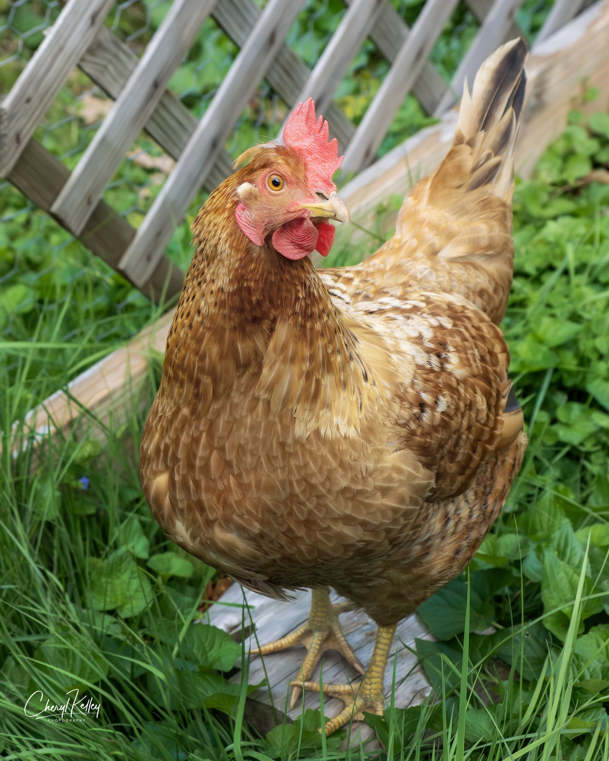 chickens SC-15 05.07.26 signature.jpg