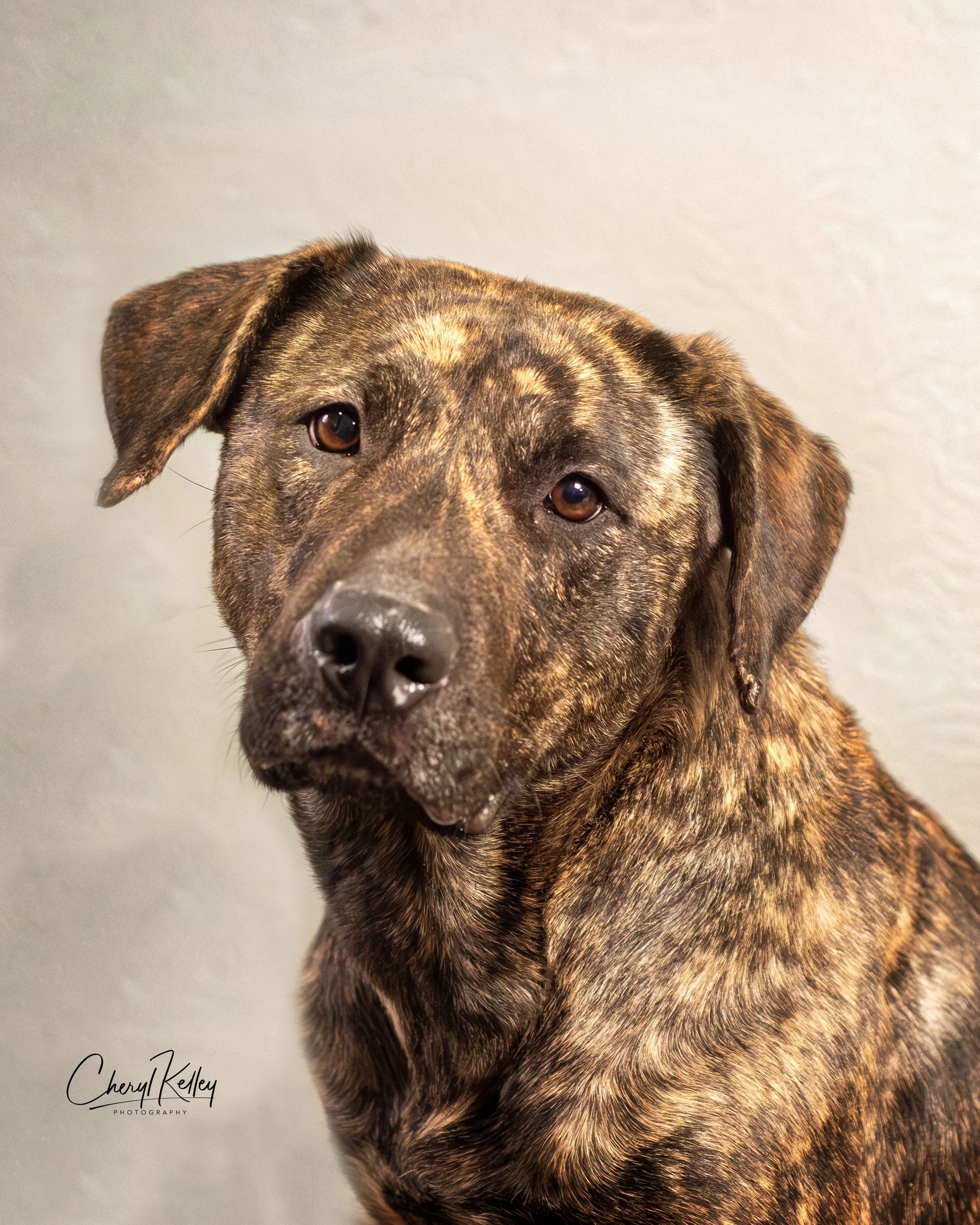 Gypsy 1 copy 2 signature.jpg