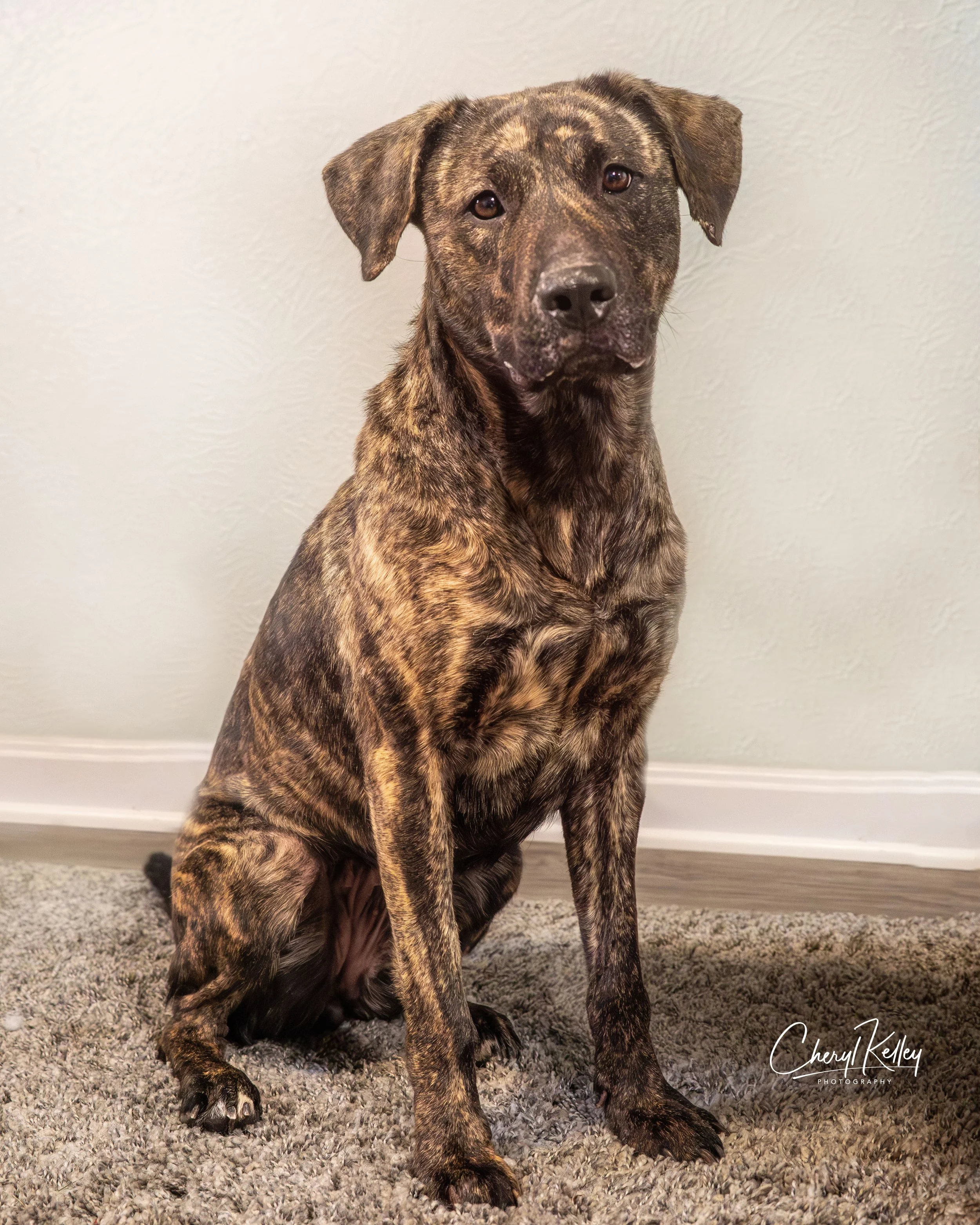 Gypsy 2 copy 2 signature.jpg