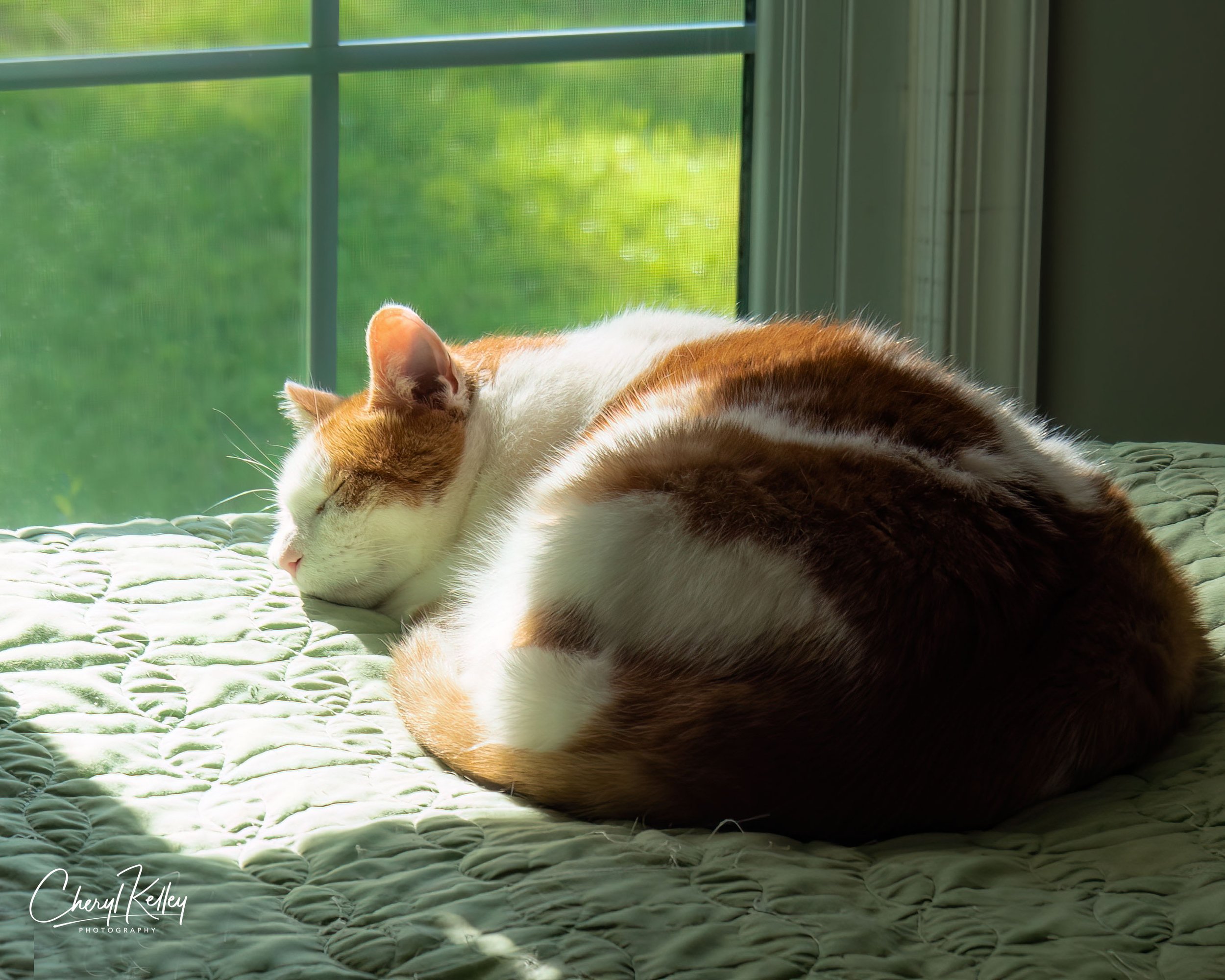 7-13-19 Waldo Sunbathing re-do copy signature.jpg