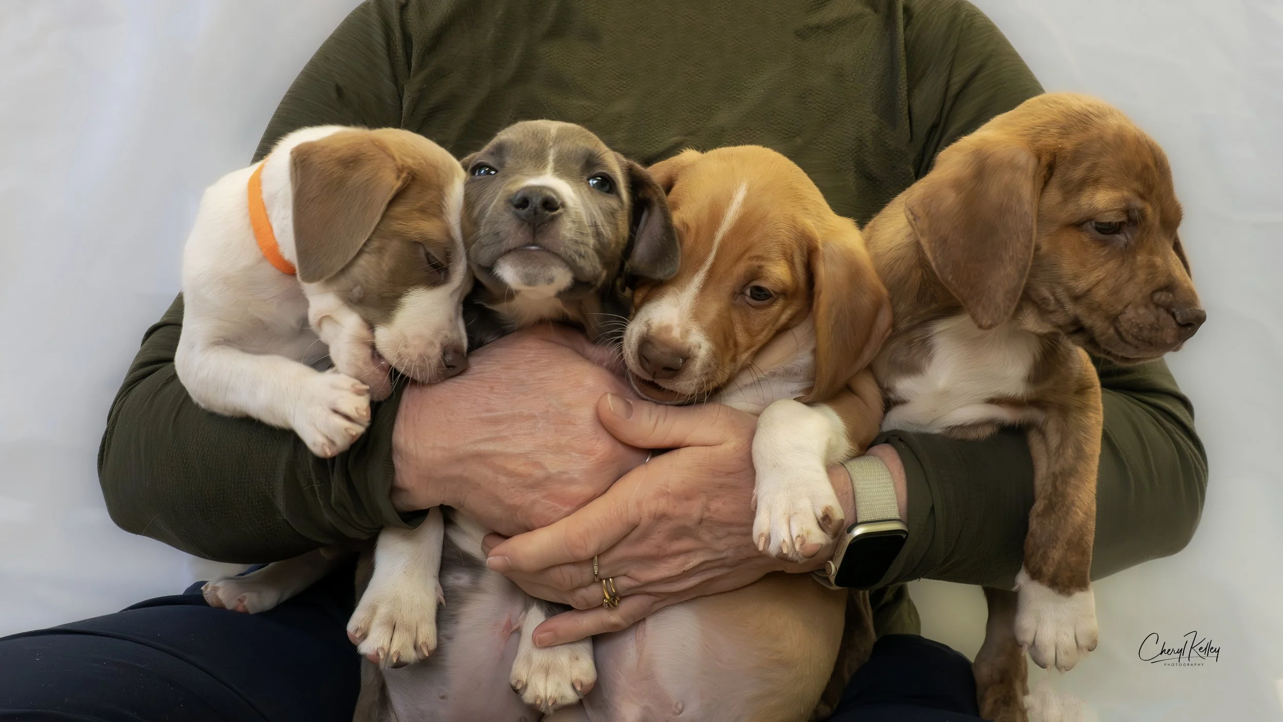 04.21.26 Puppies 4.jpg