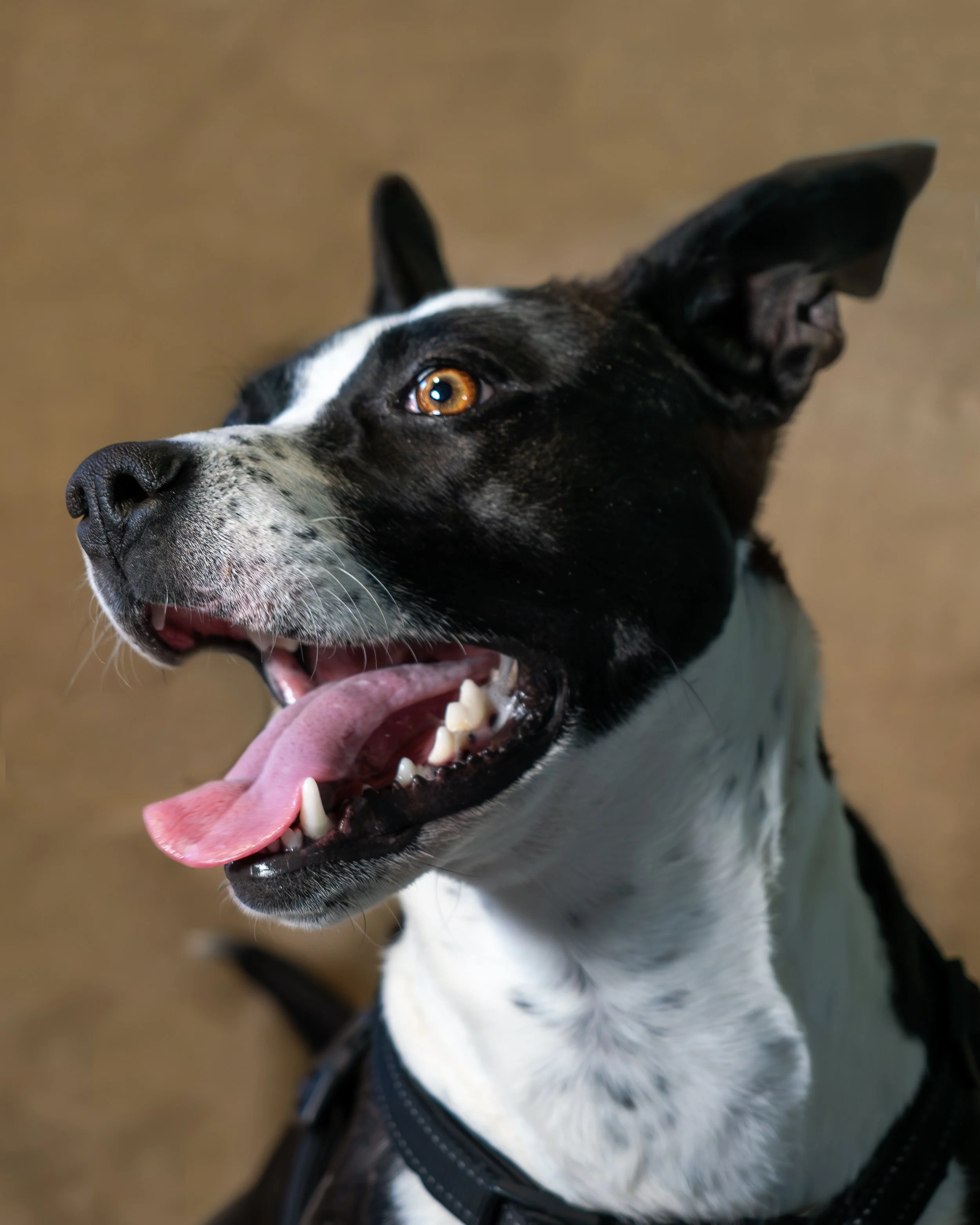 Dog and Cat Portraits