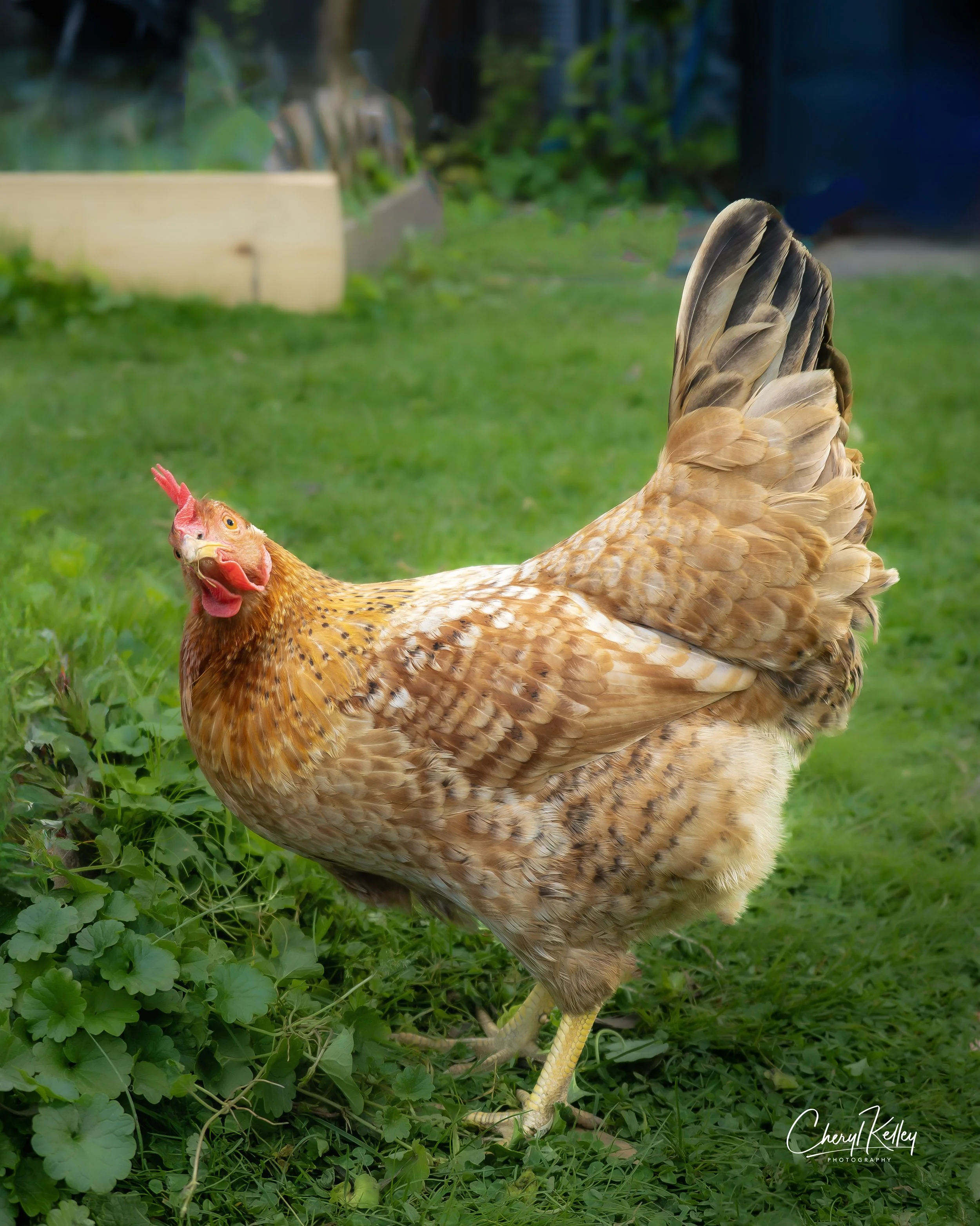 chickens SC-8 05.07.27 signature.jpg