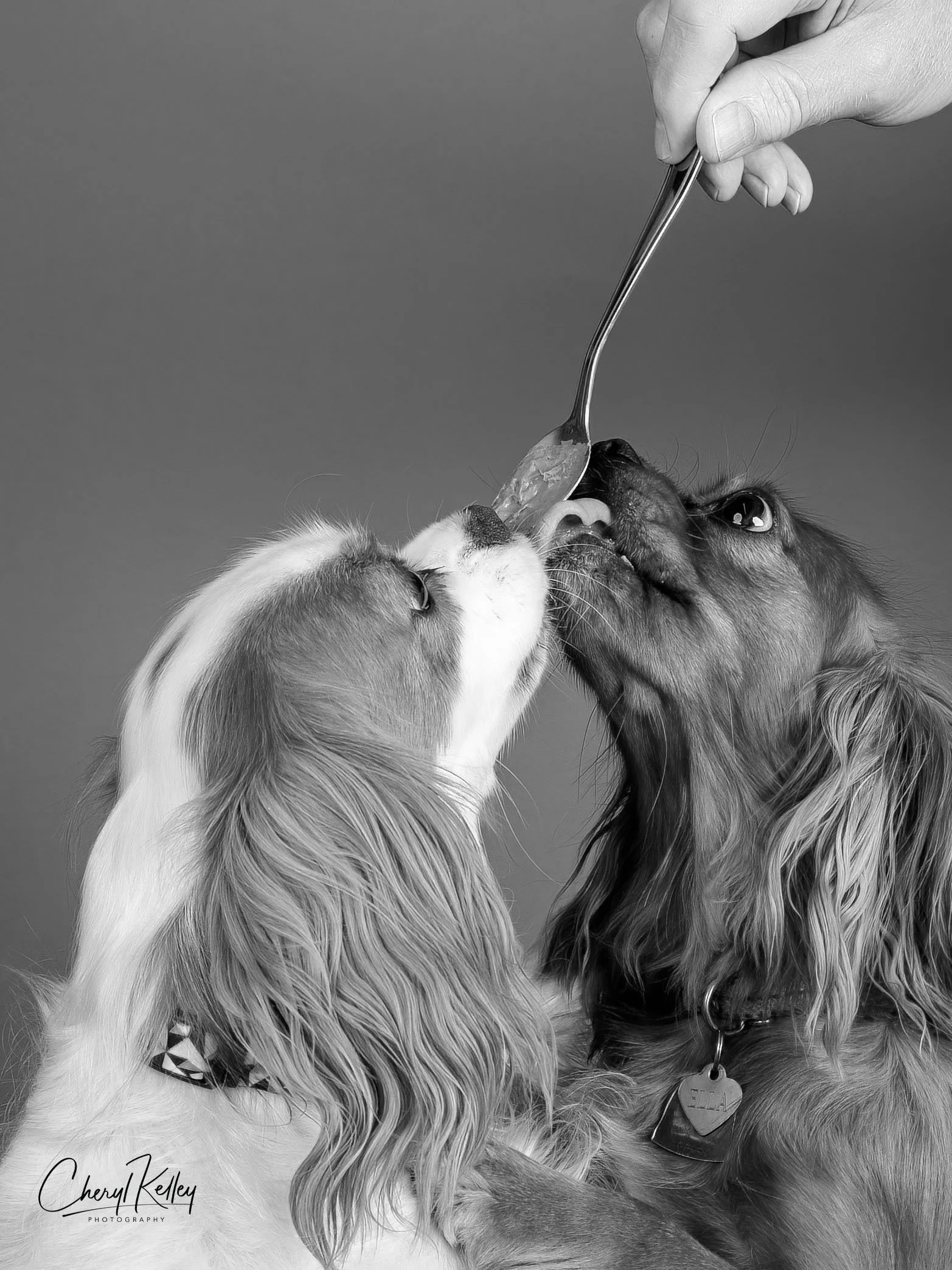 07.09.24 Pups and Spoon 2 cropped copy 2 signature.jpg