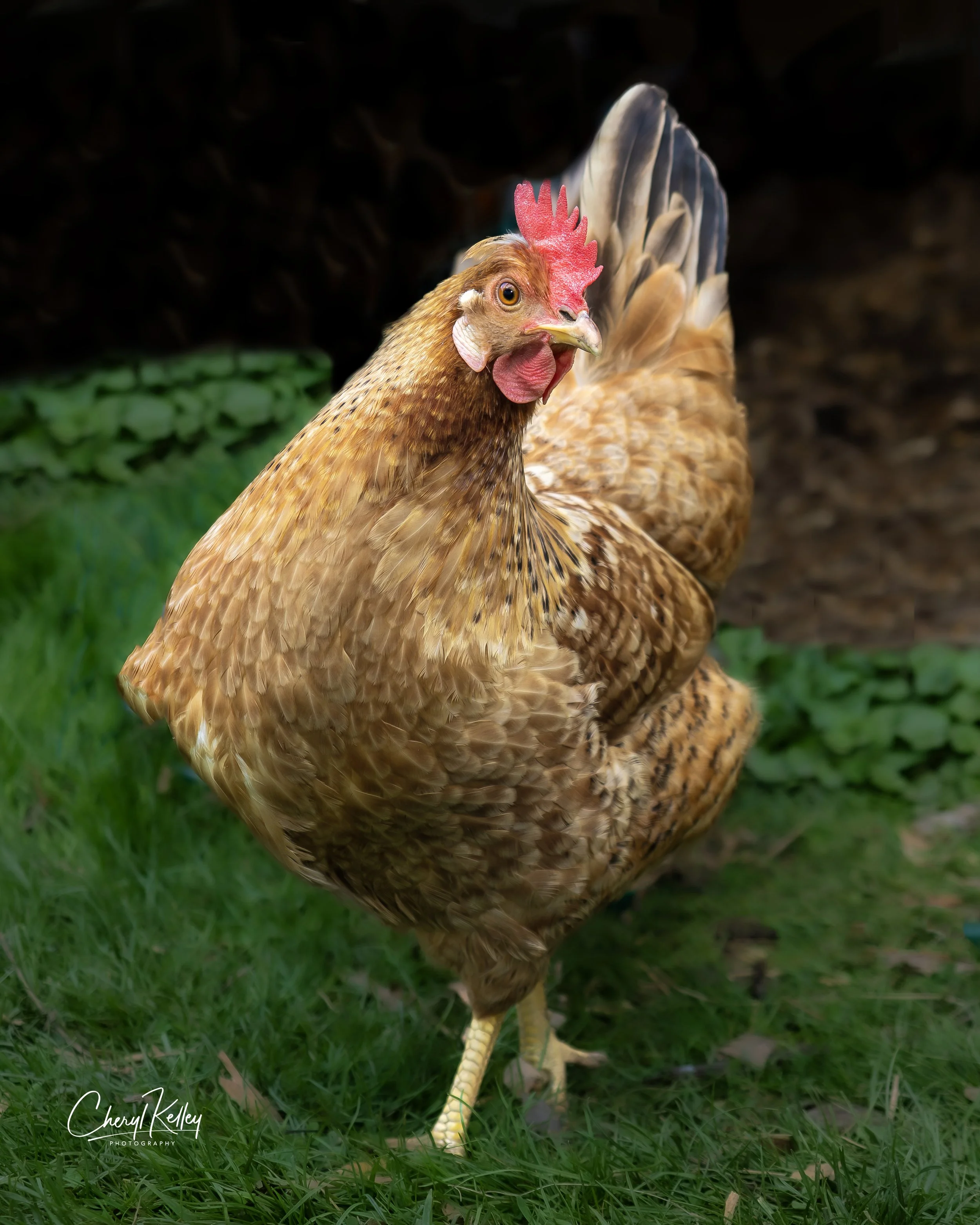 chickens SC-7 05.07.26 signature.jpg