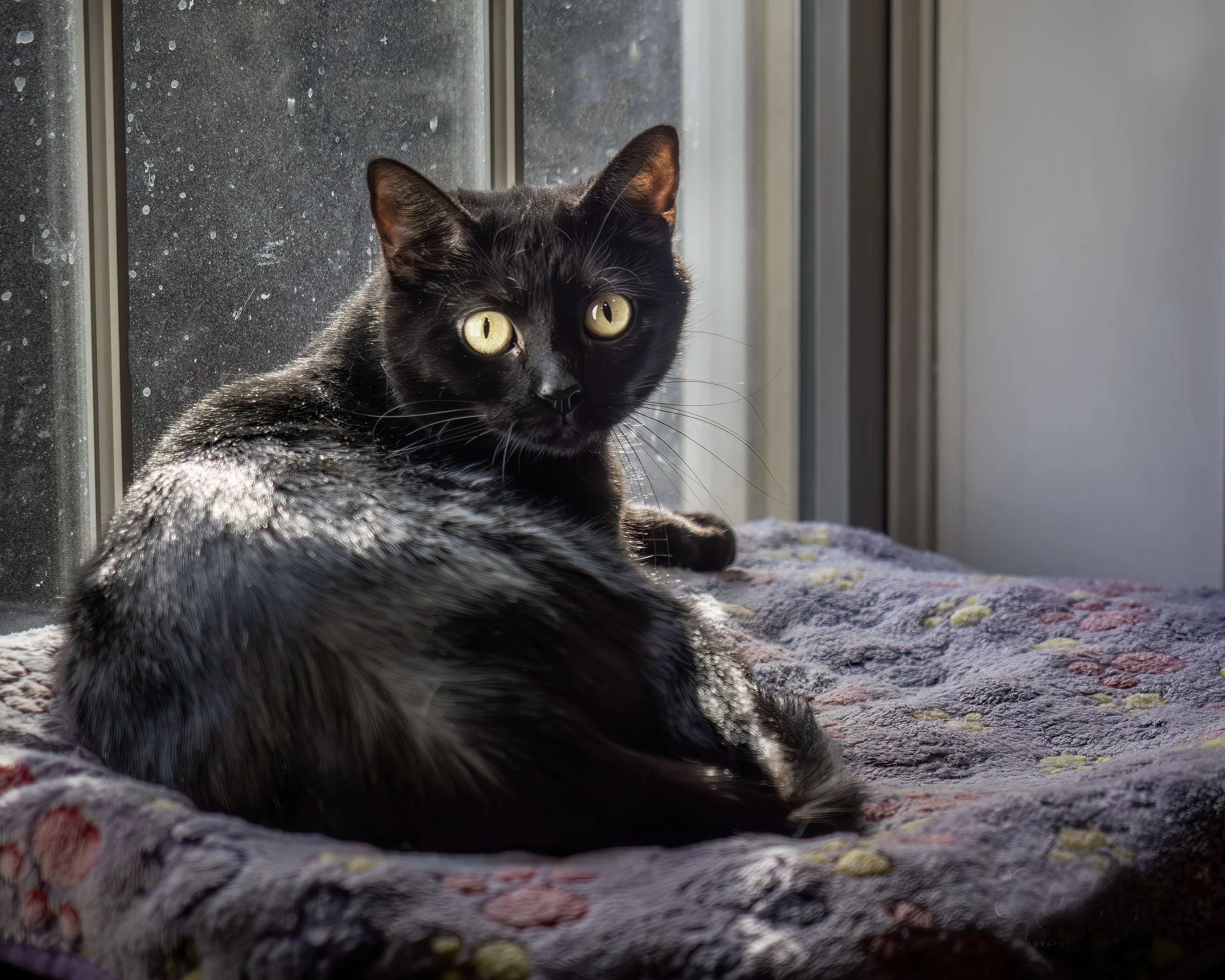 Black Cat in Window copy.jpg