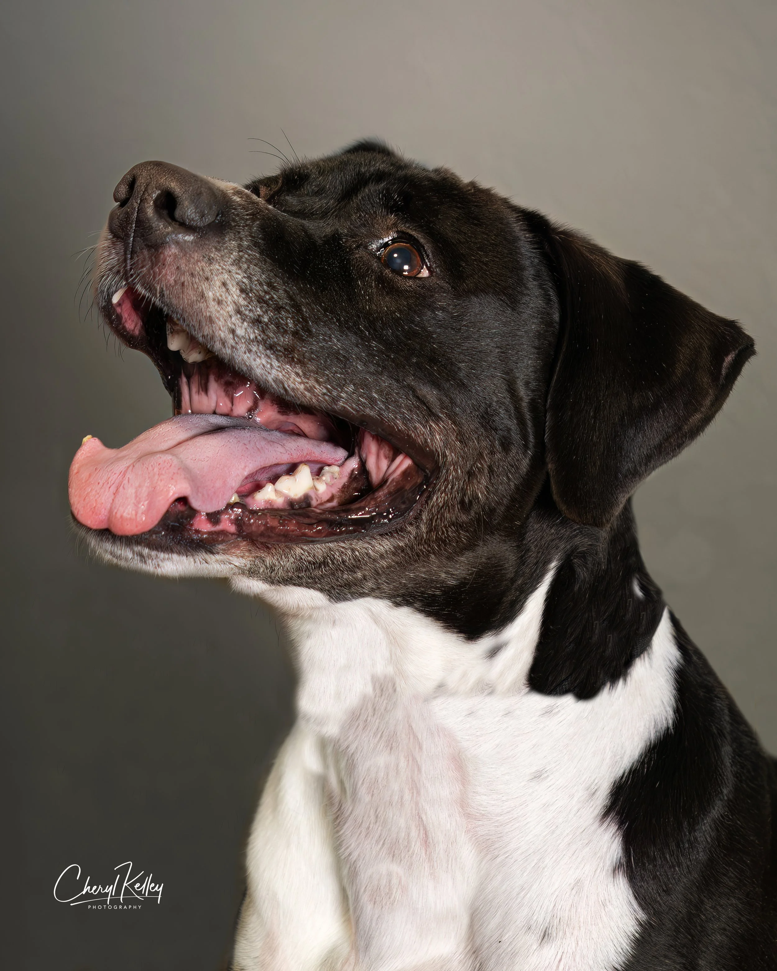 Socks 2B copy 2 signature.jpg