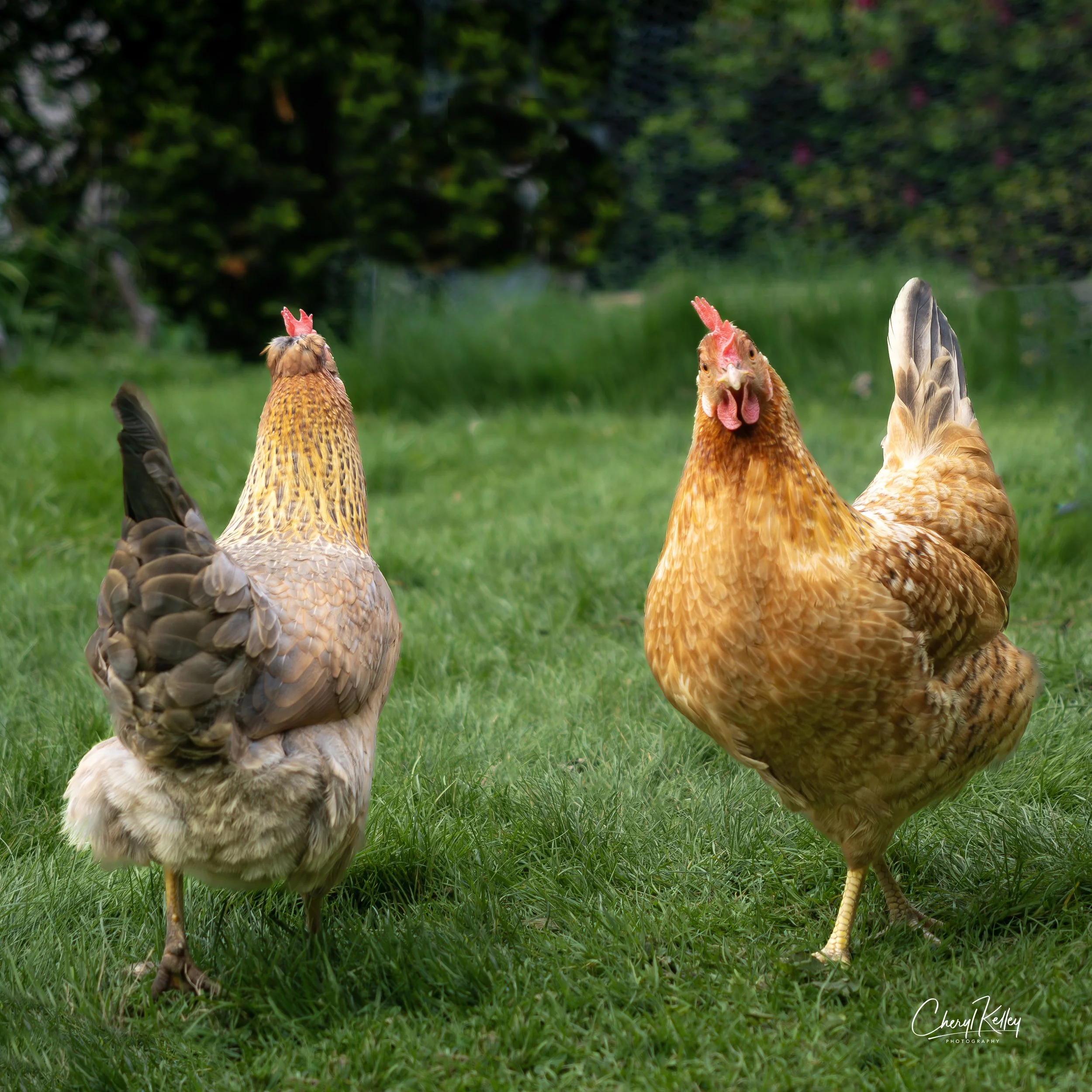 chickens SC-6 05.07.26 signature.jpg