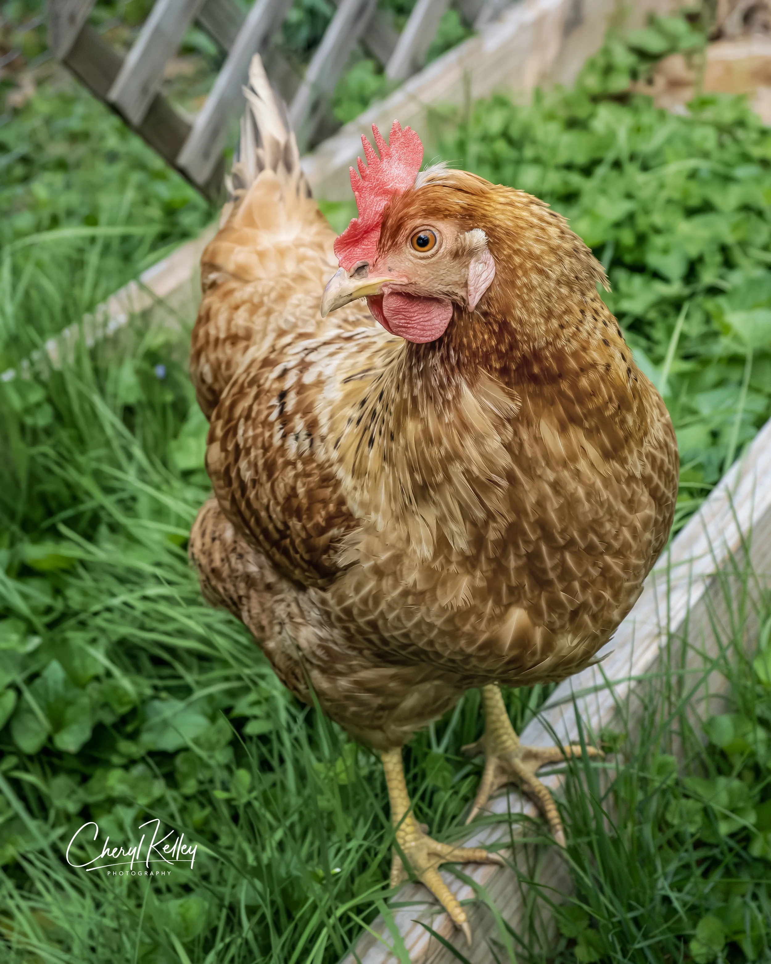 chickens SC-17 05.07.26 signature.jpg