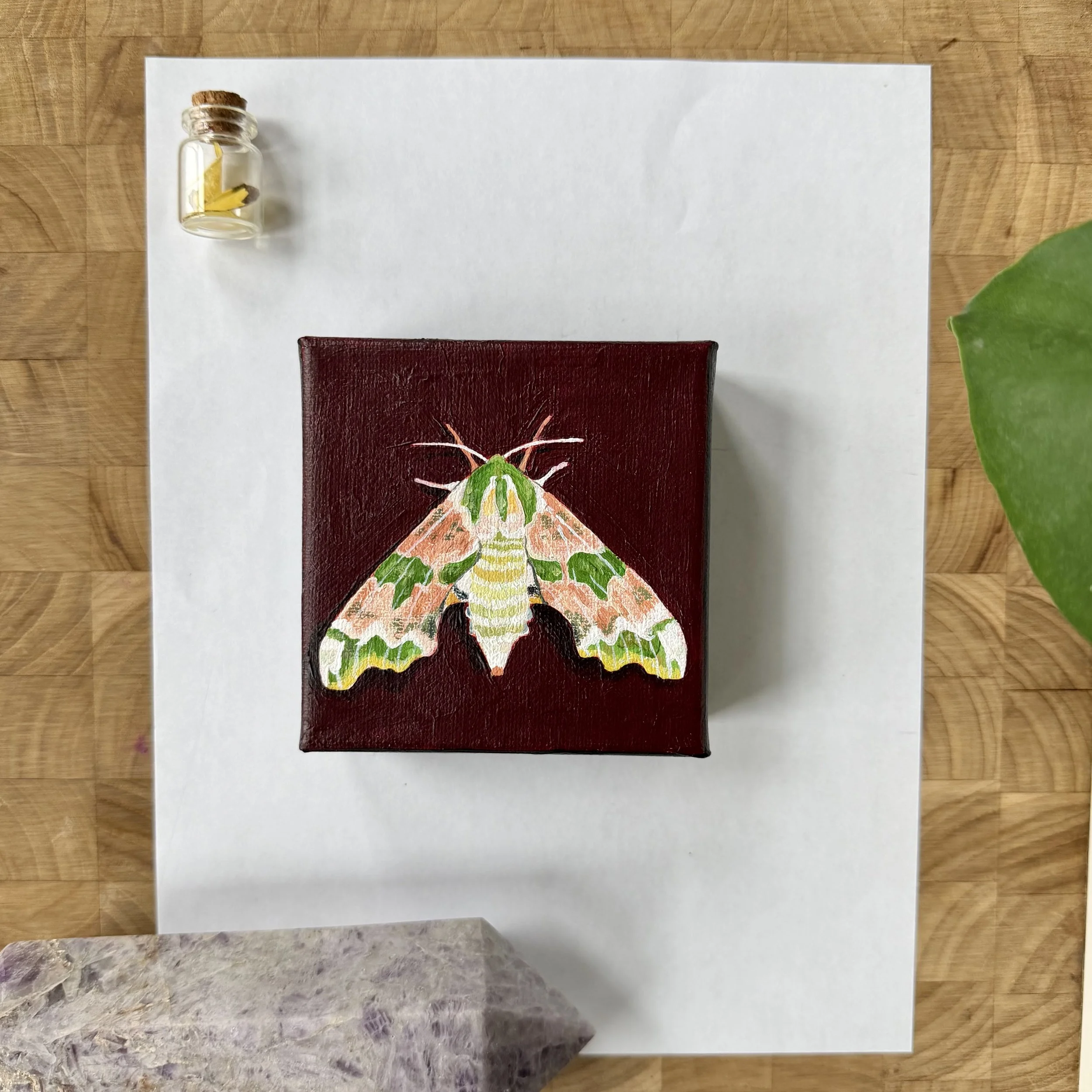 "Lime Hawk Moth" a 4x4" Original Acrylic Painting